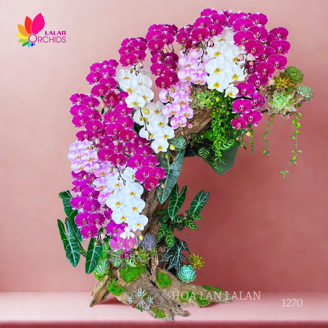 LAN HỒ ĐIỆP GHÉP LŨA NGHỆ THUẬT QUÀ TẶNG DOANH NGHIỆP CAO CẤP