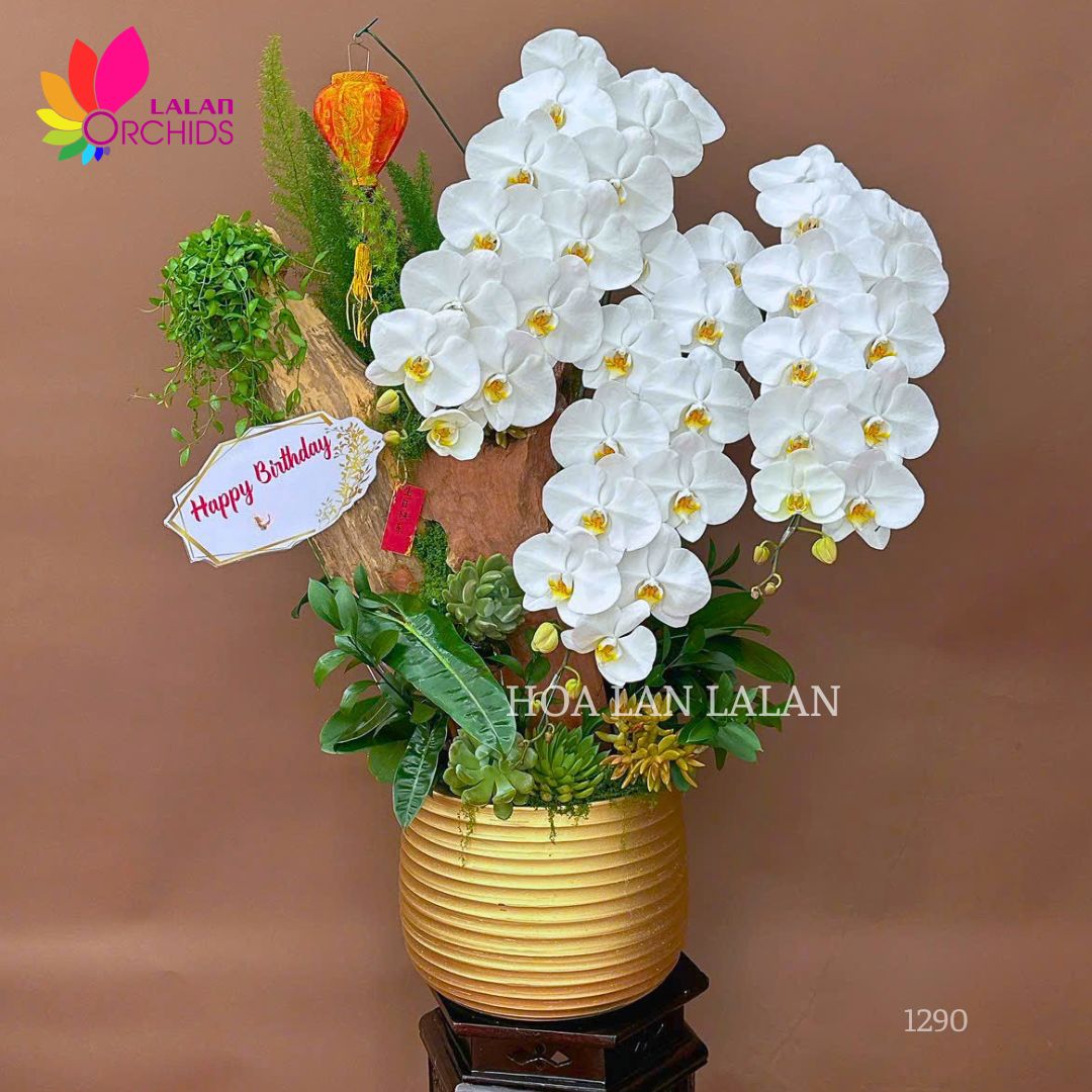 Lan hồ điệp trắng VIP cắm nghệ thuật - LHD1290