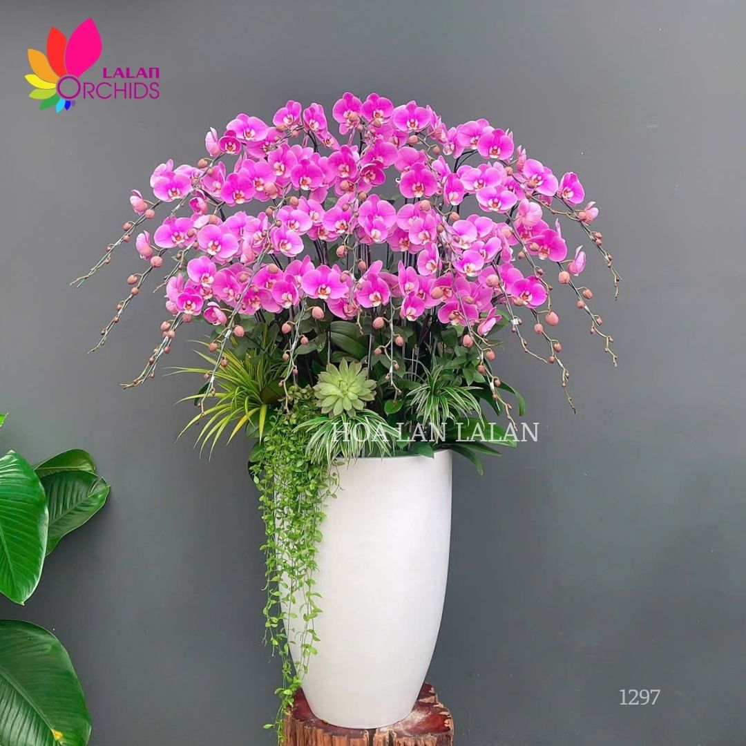 Lan hồ điệp anna mừng khai trương - LHD1297