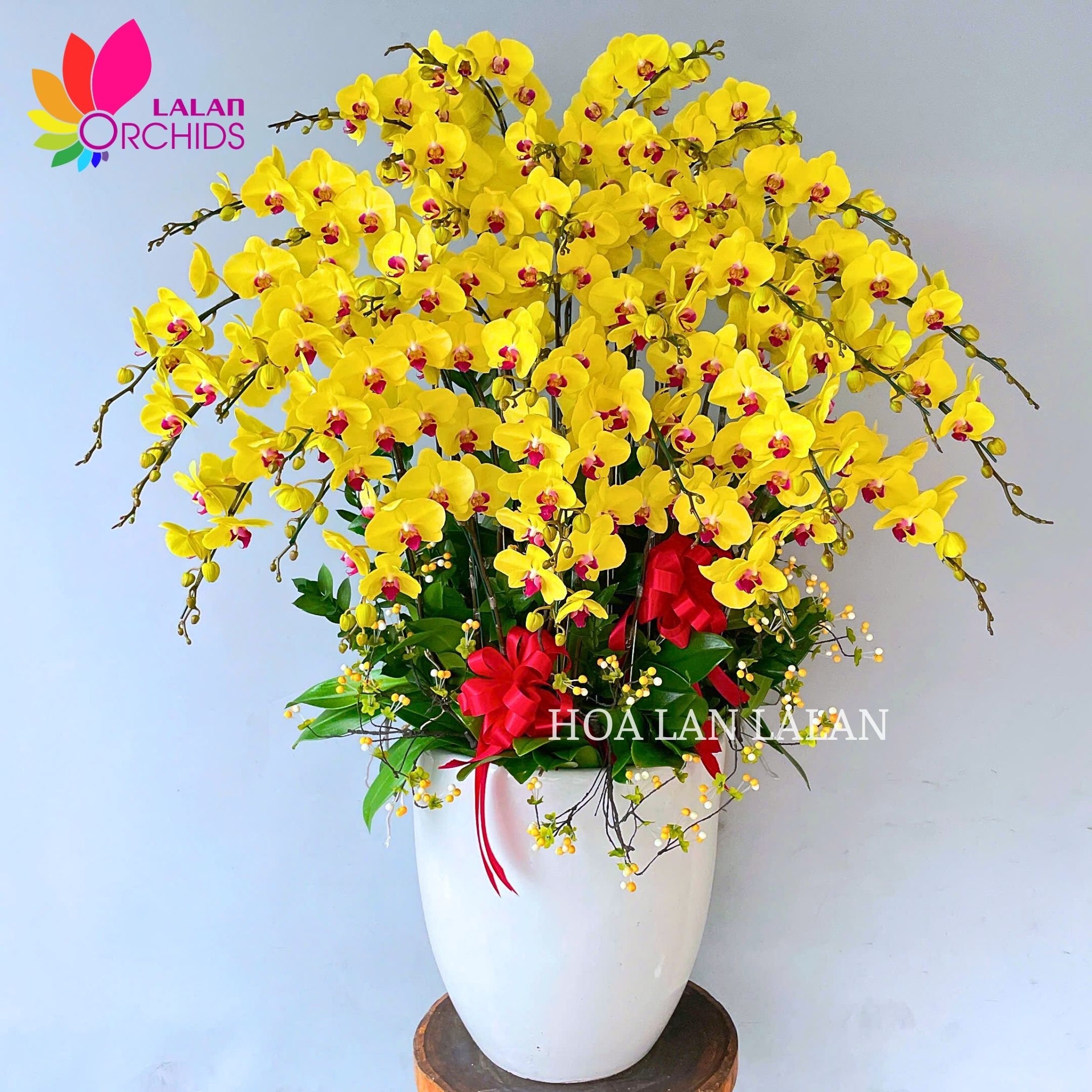 Chậu hoa lan hồ điệp vàng 2 vòi sang trọng