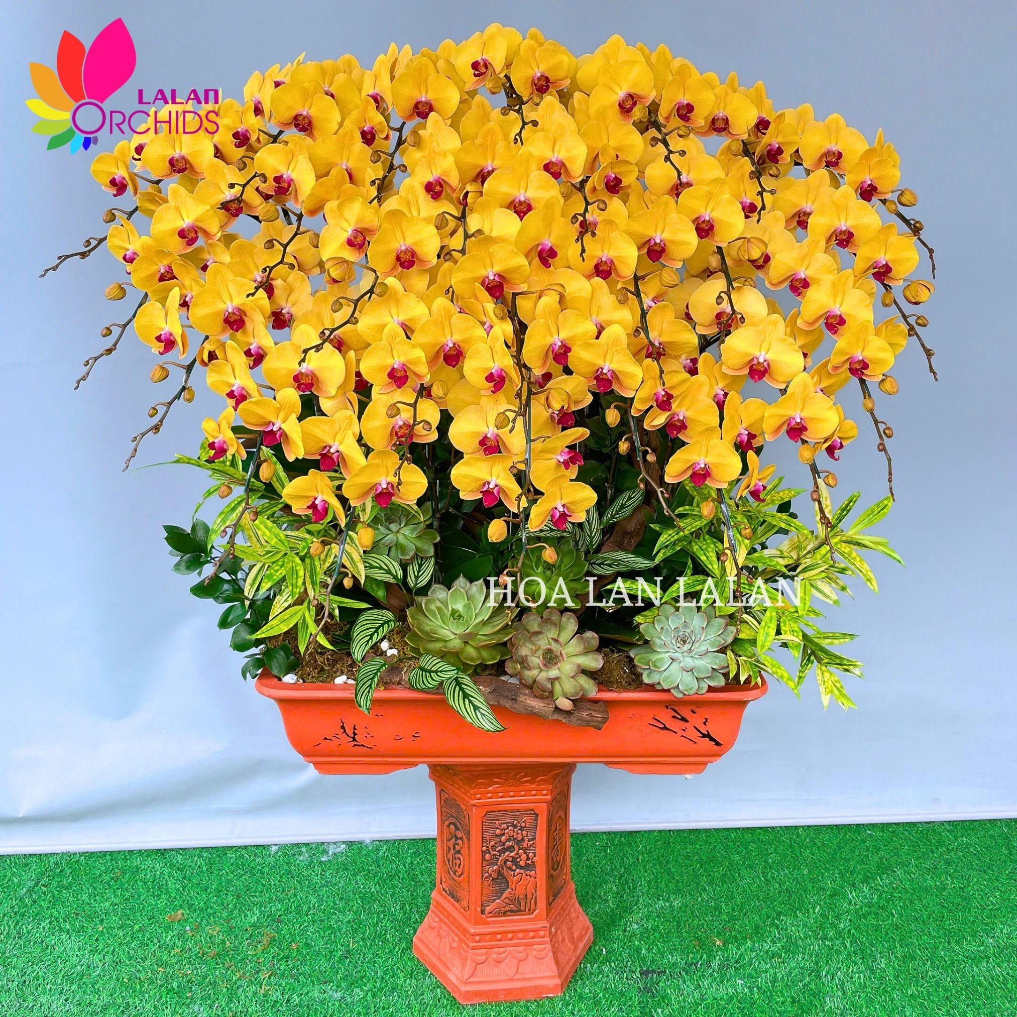 Chậu hoa lan hồ điệp vàng 25 cành cắm bonsai