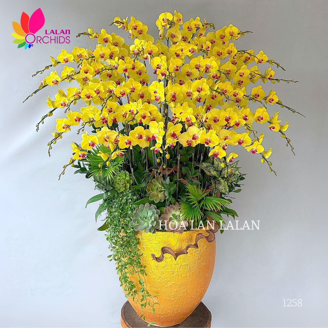 Lan hồ điệp vàng đại phú quý - LHD1258