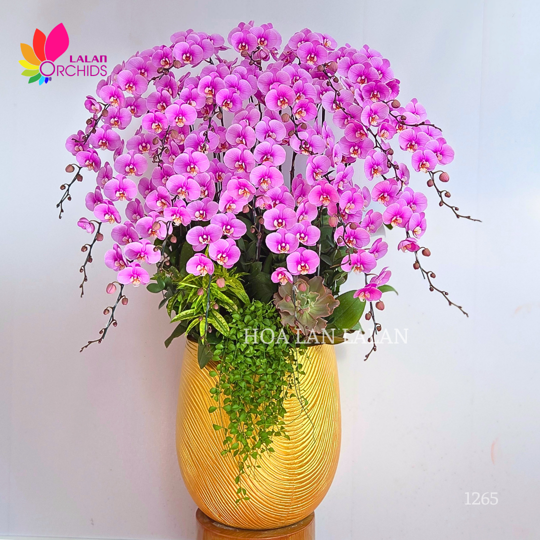 Lan hồ điệp hồng anna 20 cành - chậu lan hồ điệp hồng cao cấp dành cho khai trương, tân gia và chưng Tết