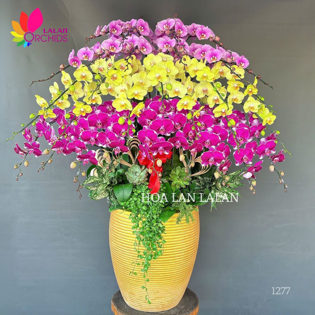 LAN HỒ ĐIỆP ĐA SẮC – QUÀ TẶNG DOANH NGHIỆP, ĐỐI TÁC VÀ KHÁCH HÀNG