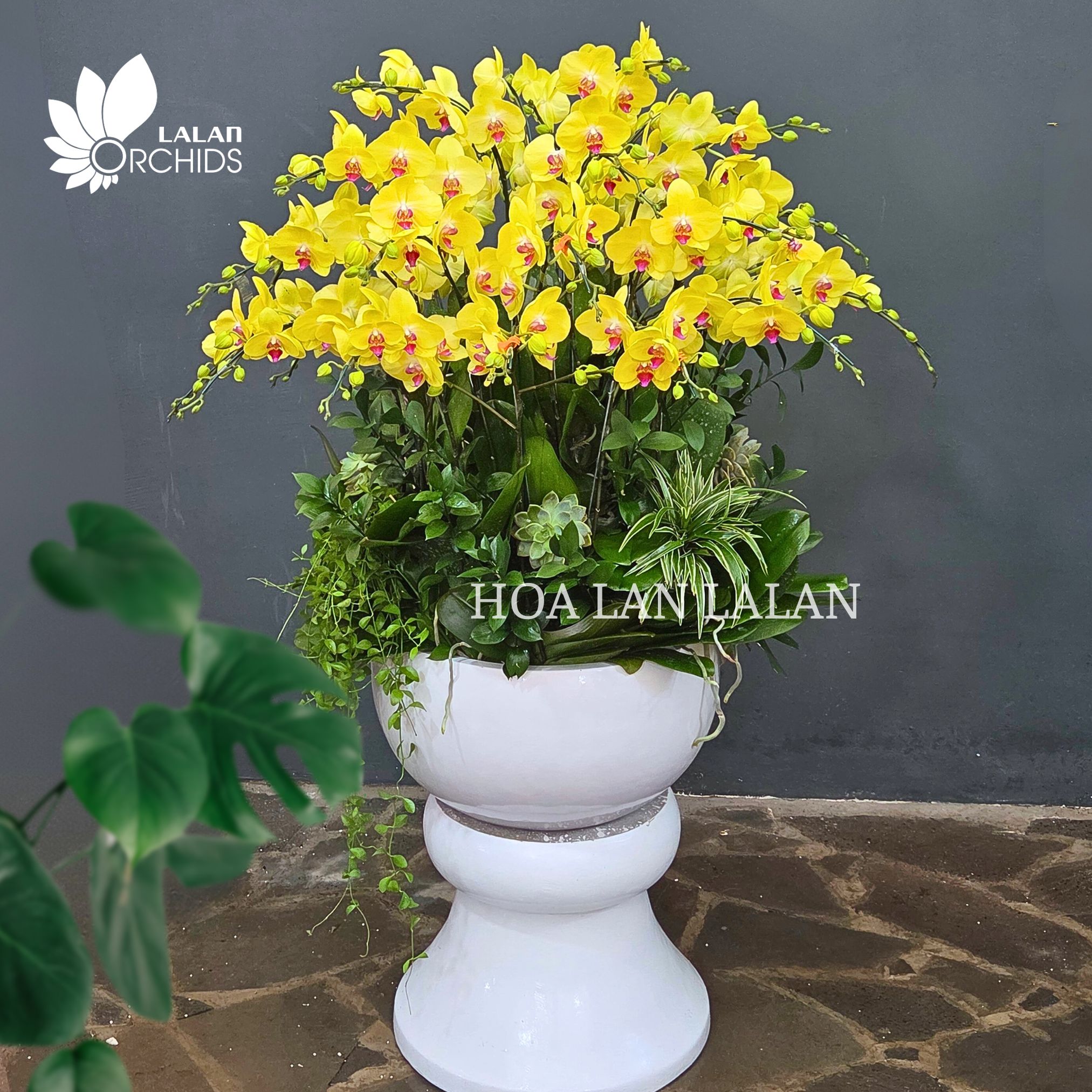lan hồ điệp vàng; hoa lan hồ điệp vàng; hoa lan vàng; lan vàng; hoa phong lan vàng; chậu lan hồ điệp vàng; hồ điệp vàng; lan hồ điệp vàng tặng sinh nhật
