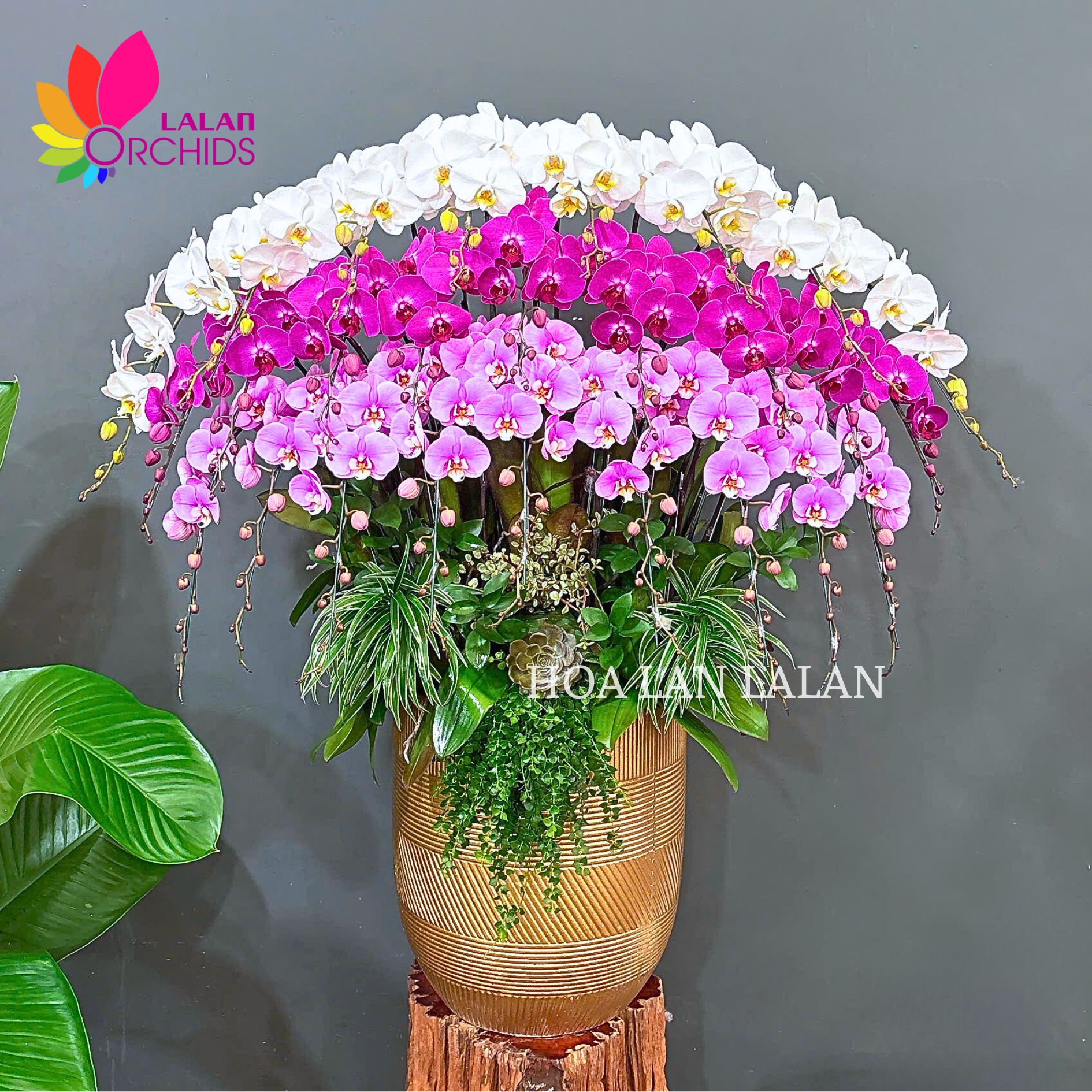 Lan hồ điệp mix màu trắng tím hồng