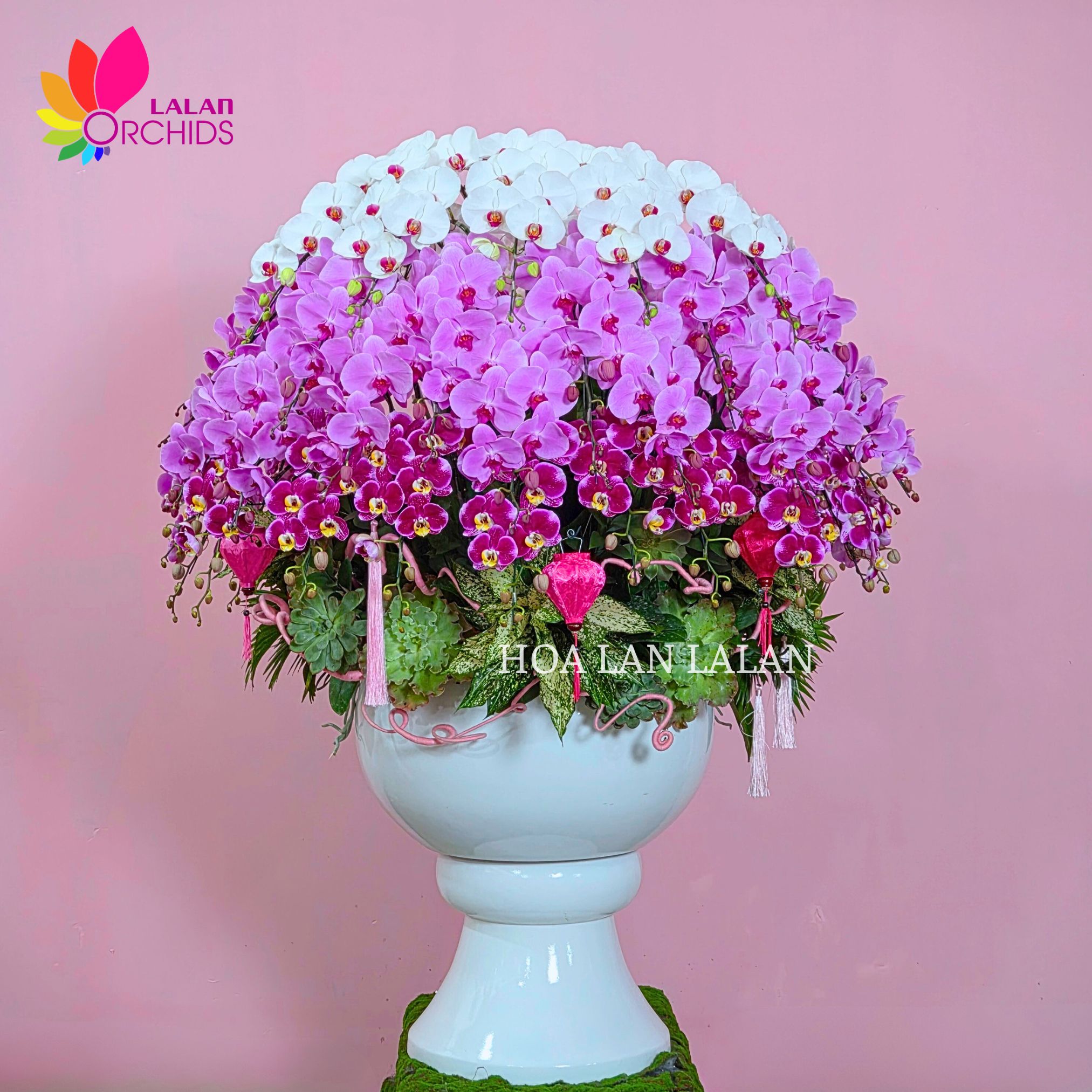 Mẫu lan hồ điệp phối màu trắng tím hồng tặng khai trương