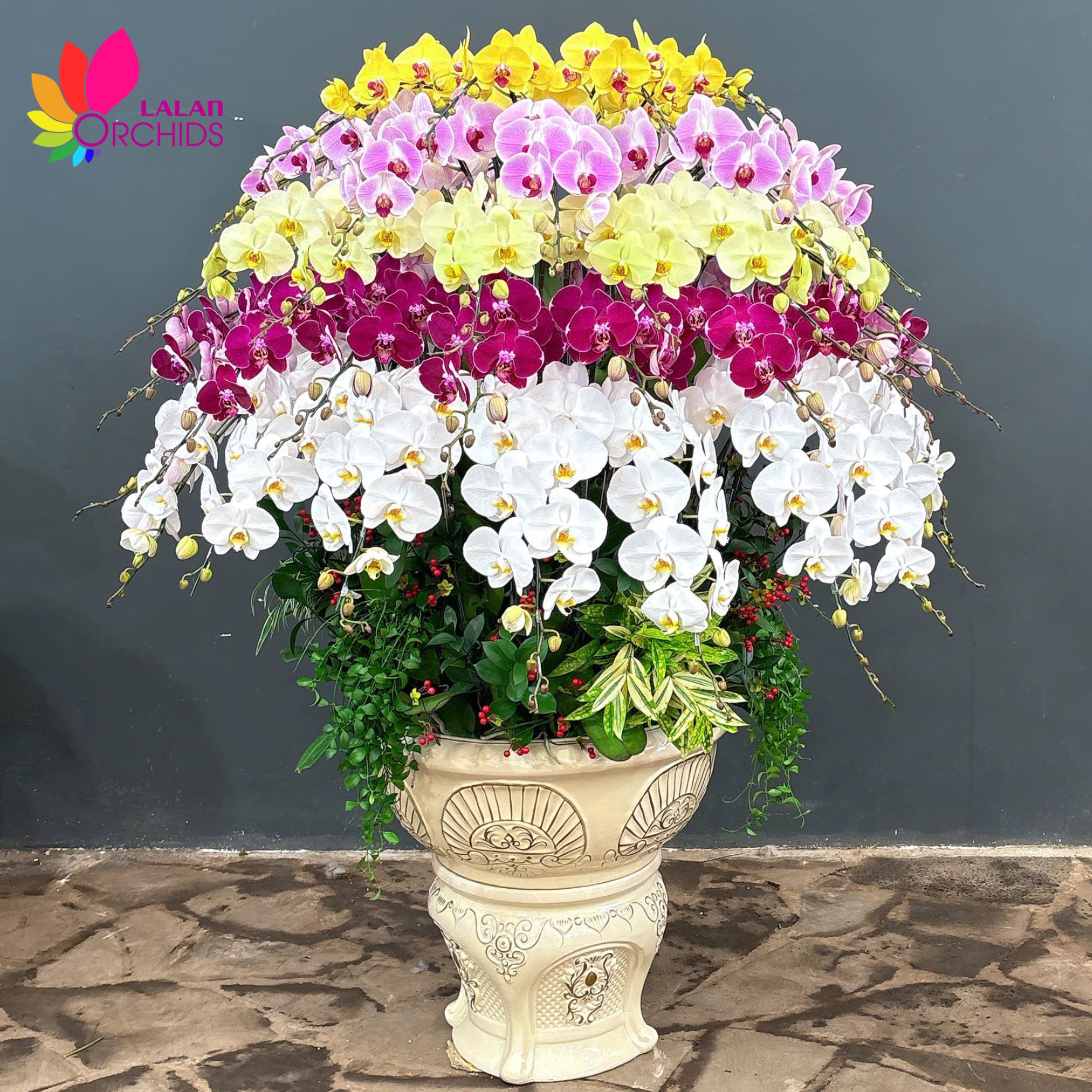 lan hồ điệp; hoa lan hồ điệp; hoa lan; phong lan; hoa phong lan; chậu lan hồ điệp; hồ điệp; chậu lan
