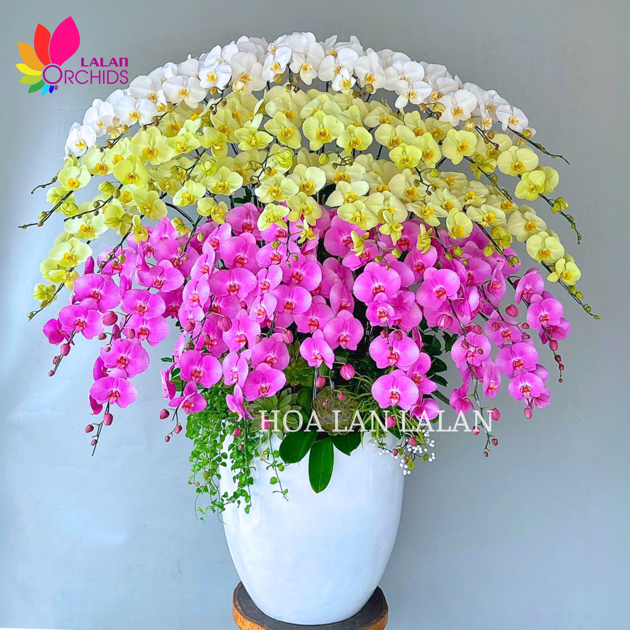 lan hồ điệp khai trương; hoa lan hồ điệp; hoa lan; phong lan; hoa phong lan; chậu lan hồ điệp; hồ điệp; chậu lan