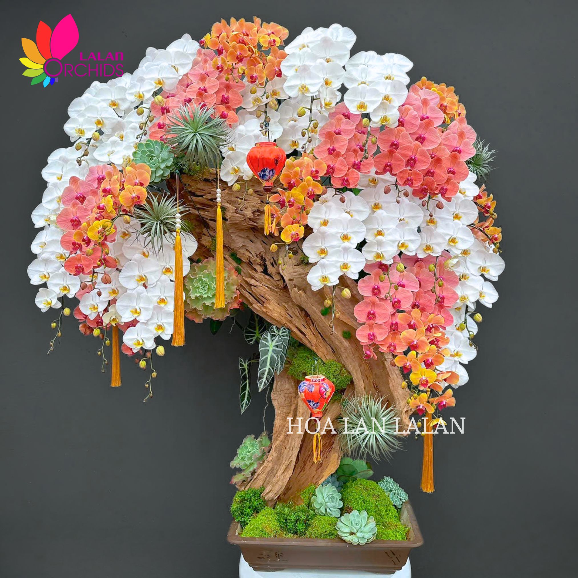 lan hồ điệp nghệ thuật; hoa lan hồ điệp; hoa lan; phong lan; hoa phong lan; chậu lan hồ điệp; hồ điệp; chậu lan