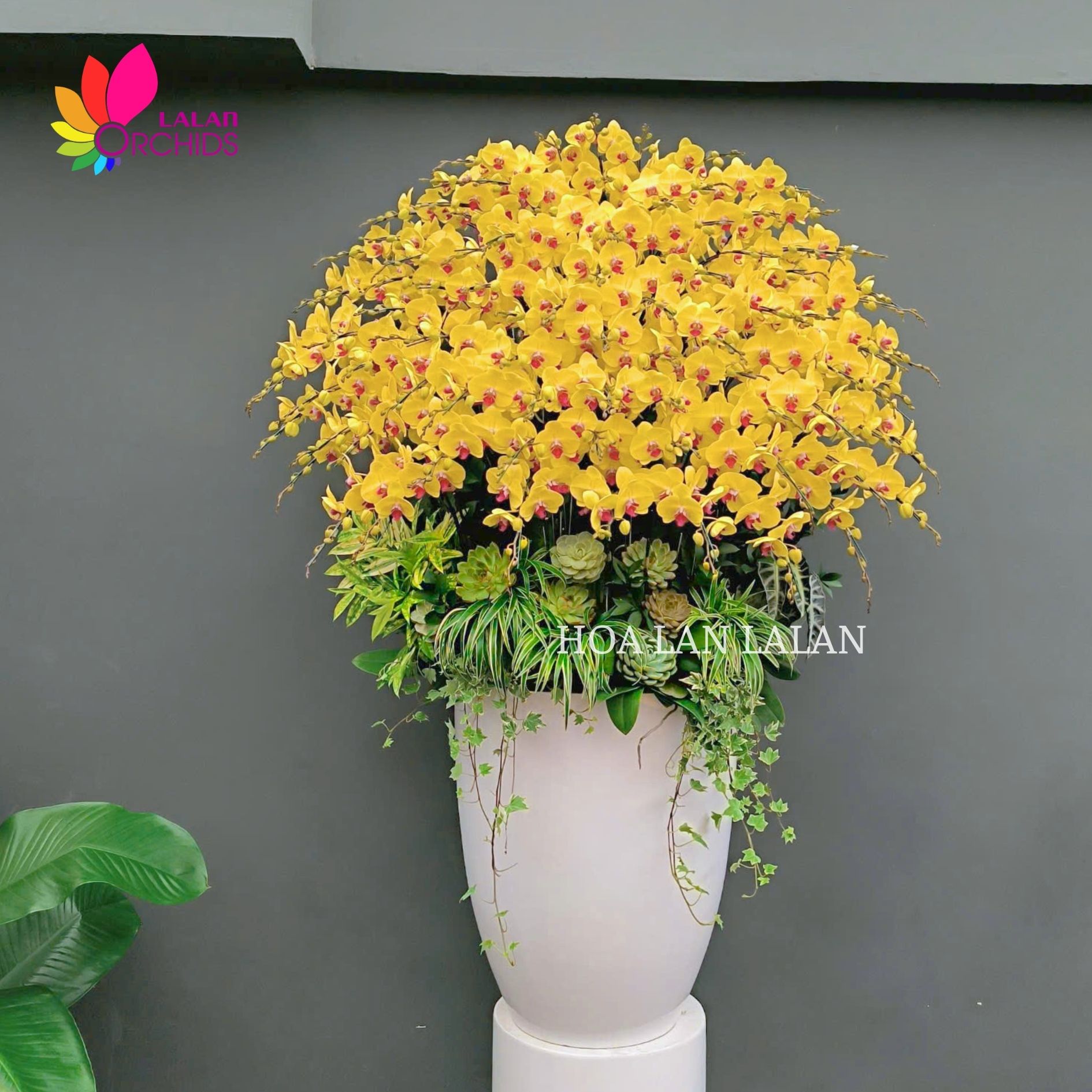 lan hồ điệp tết; hoa lan hồ điệp; hoa lan; phong lan; hoa phong lan; chậu lan hồ điệp; lan hồ điệp; chậu lan