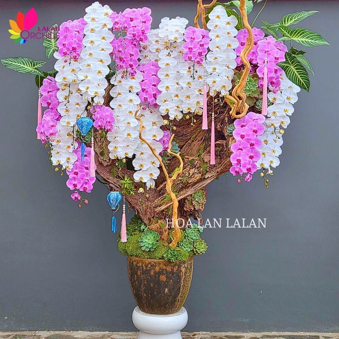 lan hồ điệp nghệ thuật; hoa lan hồ điệp; hoa lan; phong lan; hoa phong lan; chậu lan hồ điệp; hồ điệp; chậu lan