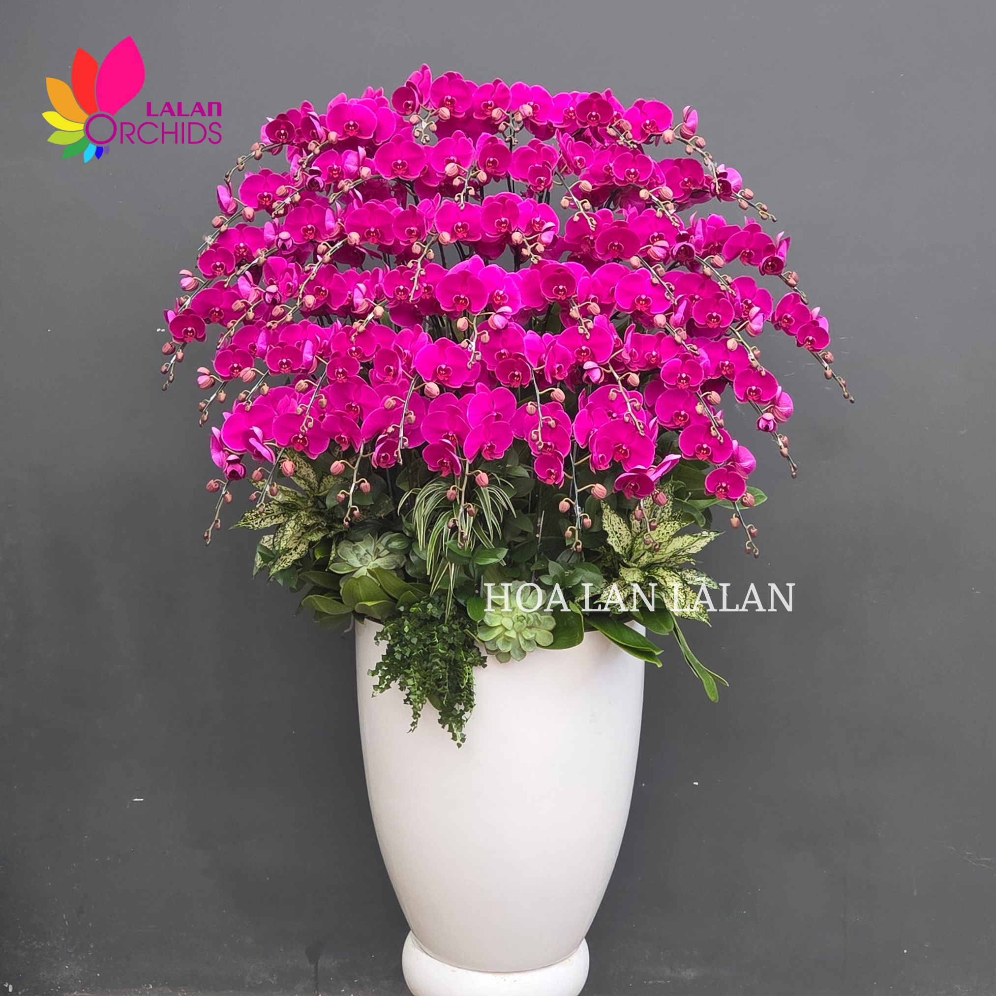 lan hồ điệp; hoa lan hồ điệp; hoa lan; phong lan; hoa phong lan; chậu lan hồ điệp; hồ điệp; chậu lan