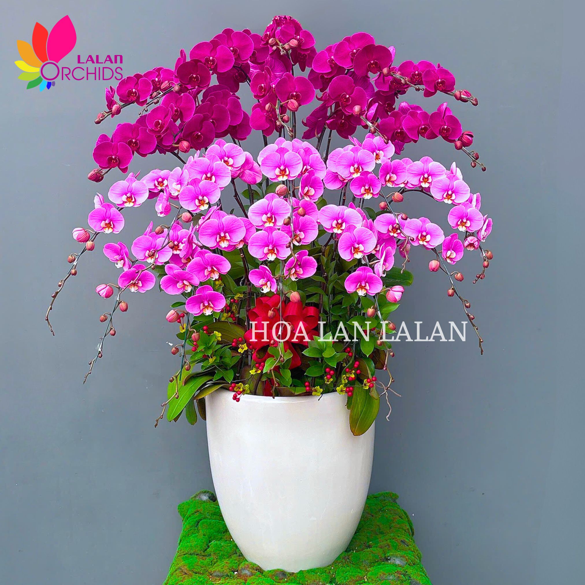 Chậu hoa lan hồ điệp tím hồng sang trọng