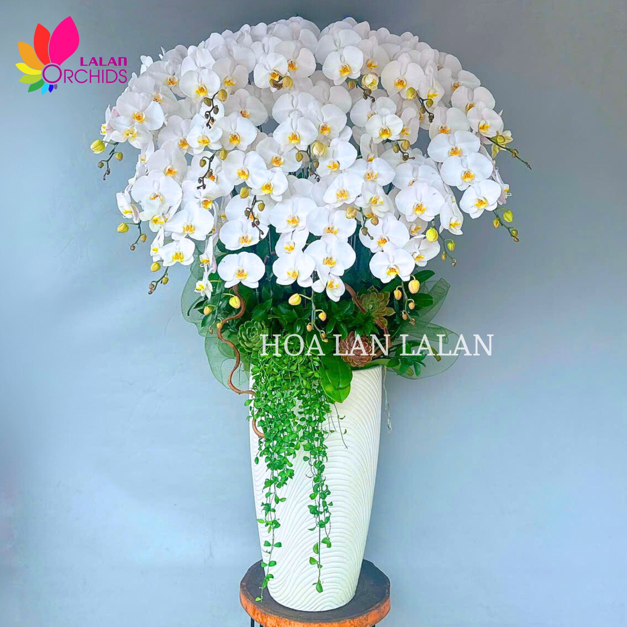lan hồ điệp nghệ thuật; hoa lan hồ điệp; hoa lan; phong lan; hoa phong lan; chậu lan hồ điệp; hồ điệp; chậu lan