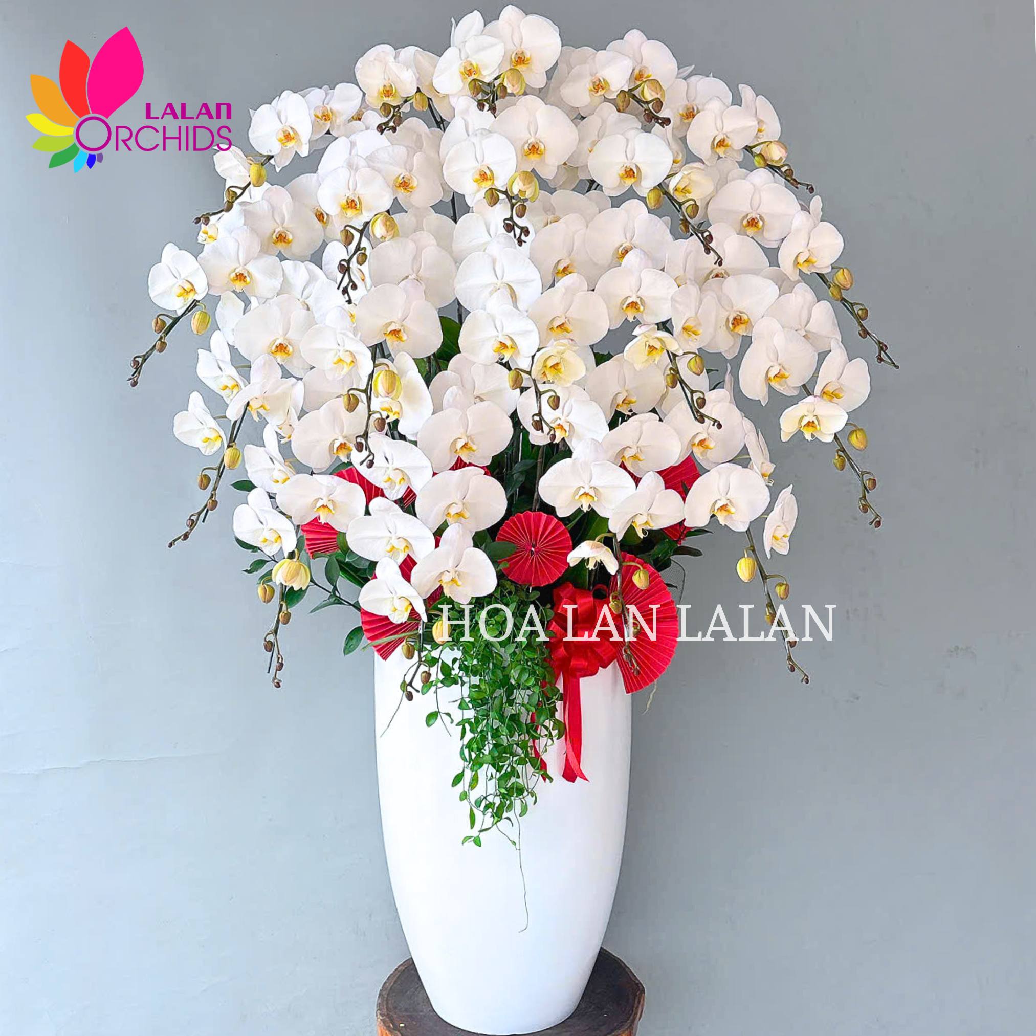 Chậu hoa lan hồ điệp trắng