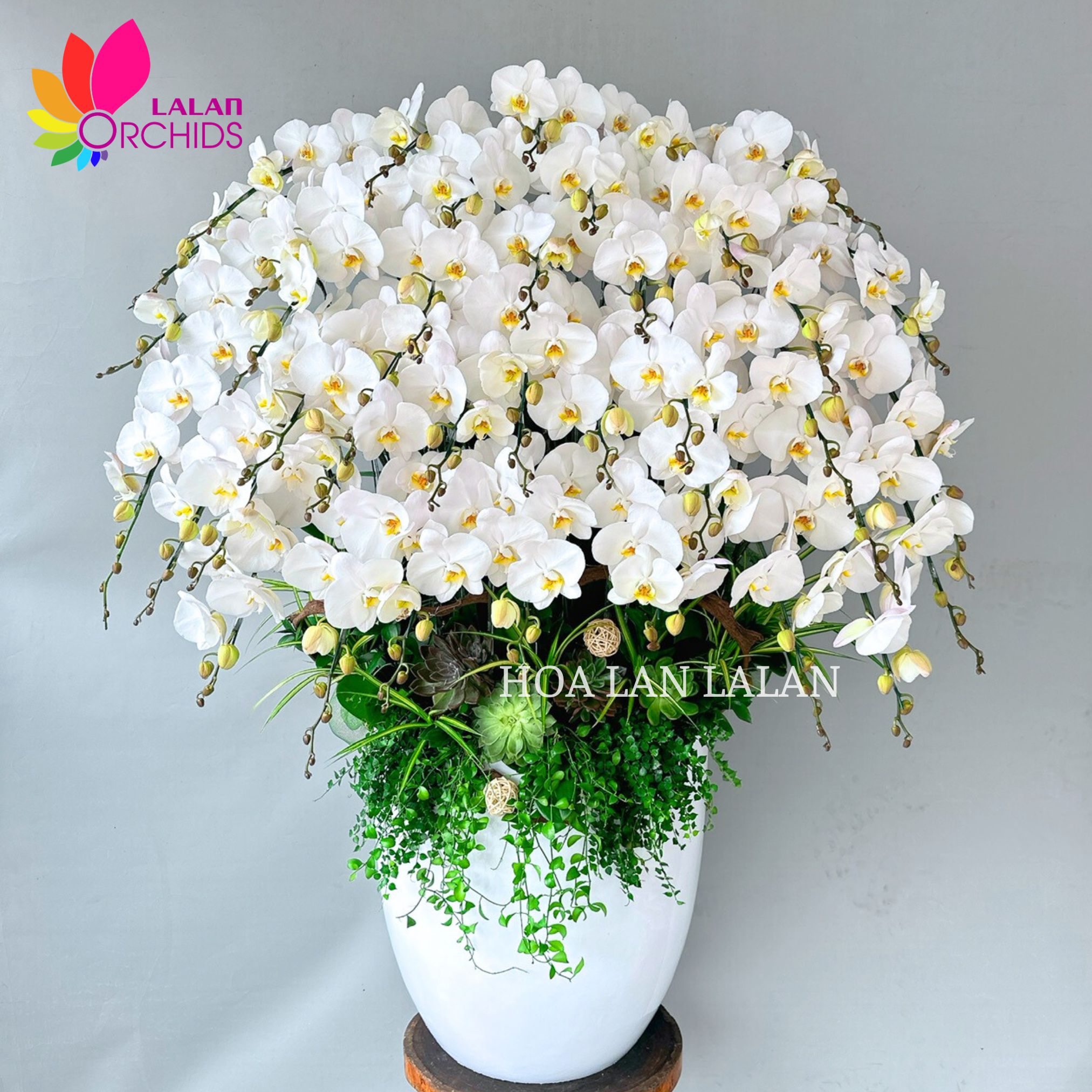 lan hồ điệp trắng 36 cành