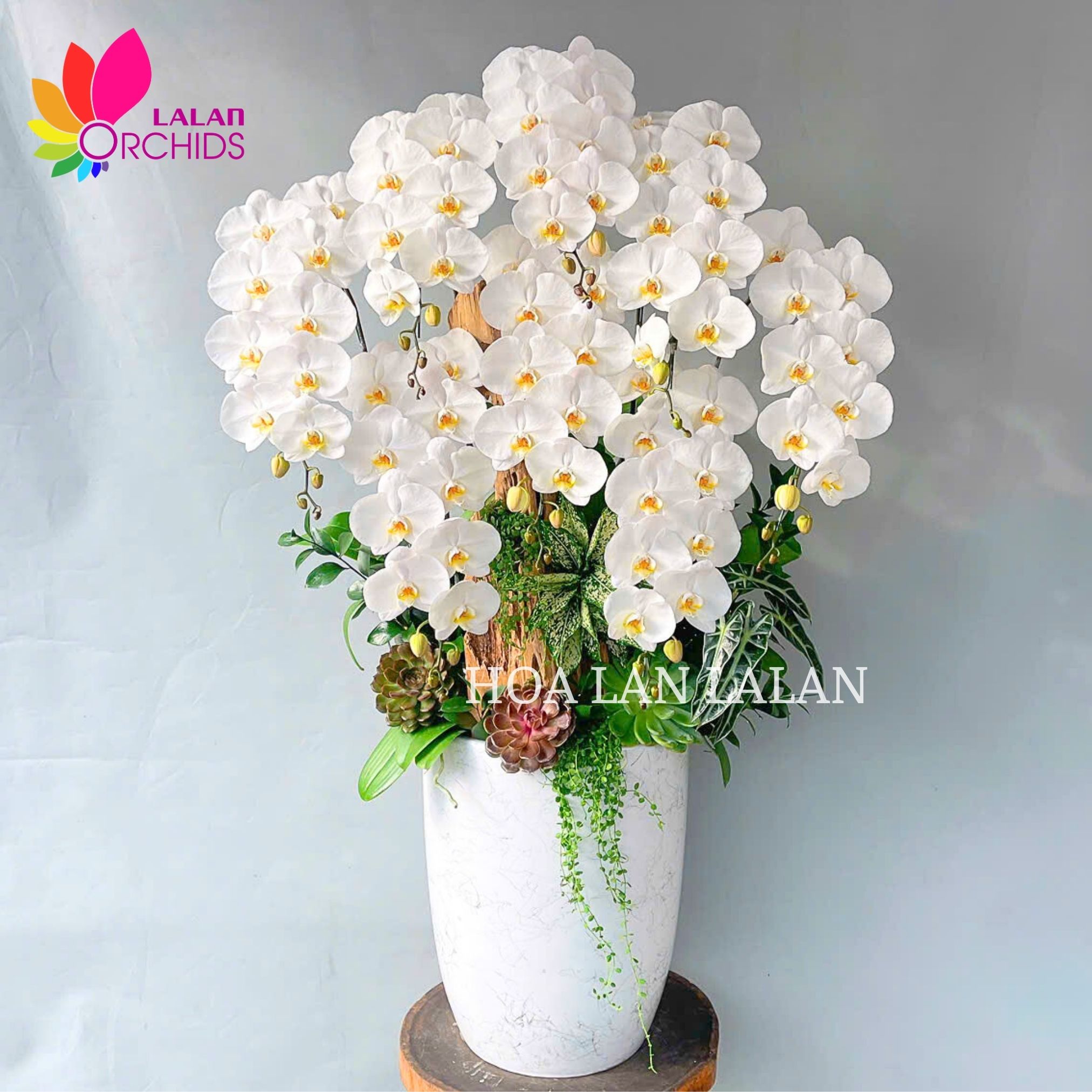 Lan hồ điệp trắng cắm kiểu