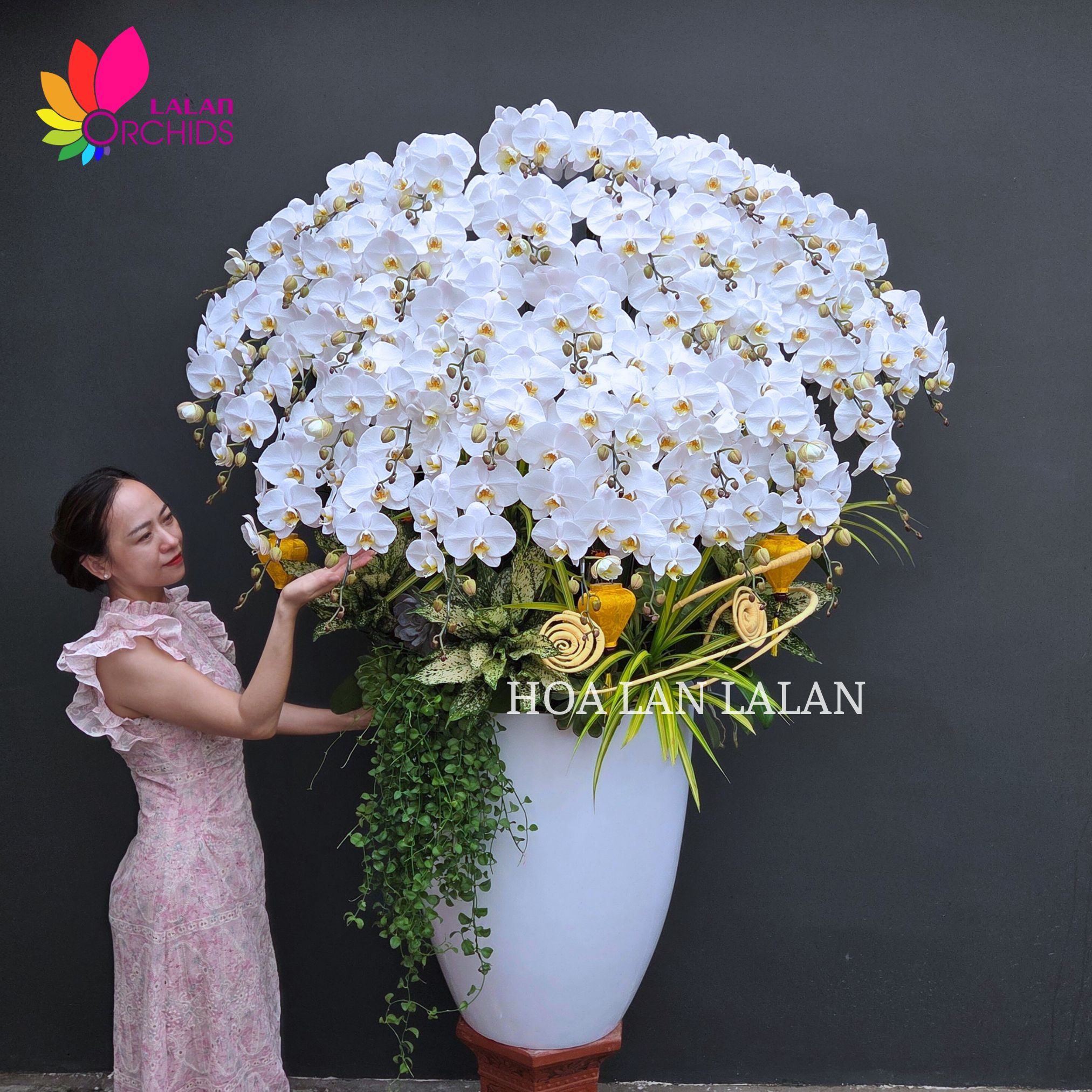 chậu lan hồ điệp trắng đẹp sang trọng tặng khai trương, sinh nhật
