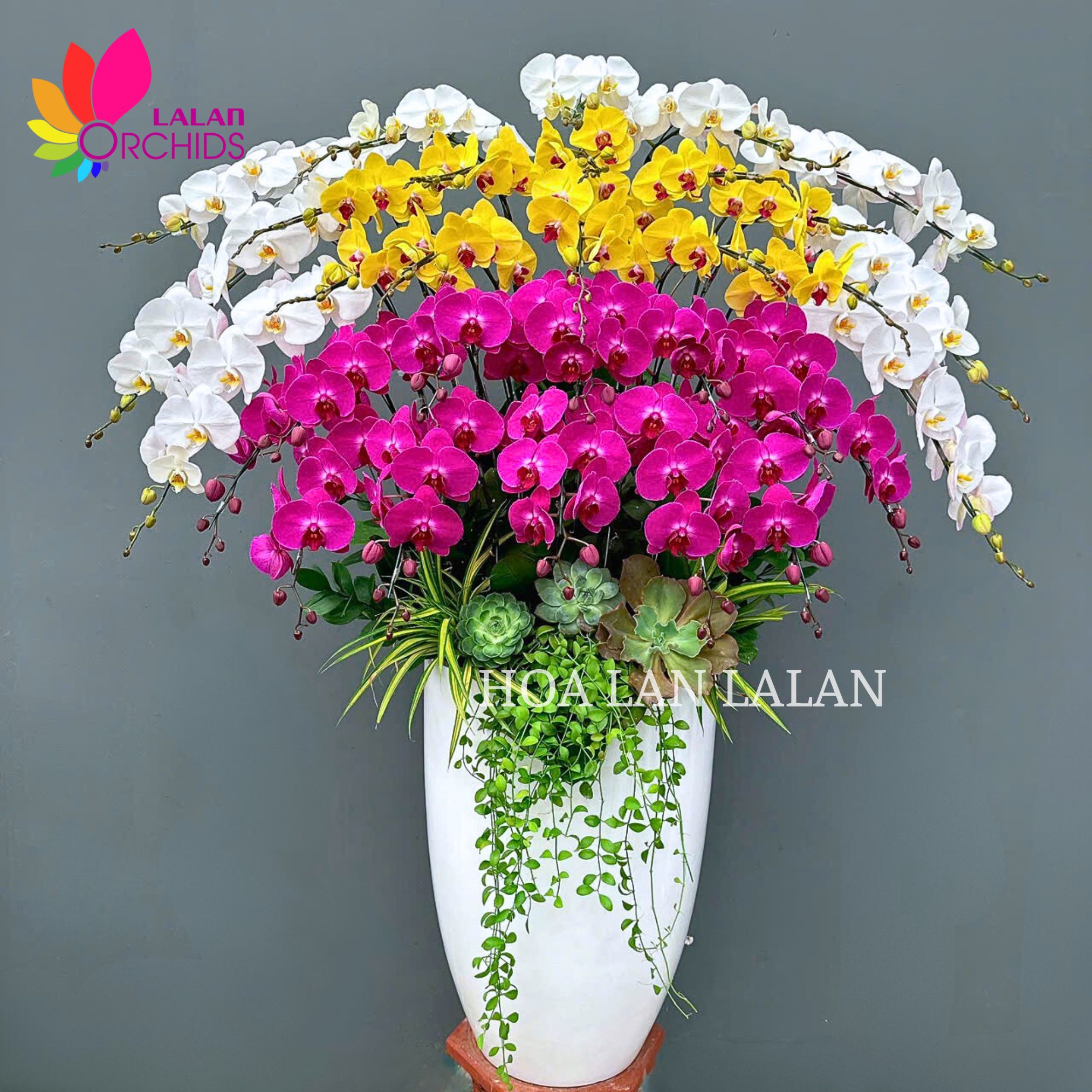 lan hồ điệp; hoa lan hồ điệp; hoa lan; phong lan; hoa phong lan; chậu lan hồ điệp; hồ điệp; chậu lan