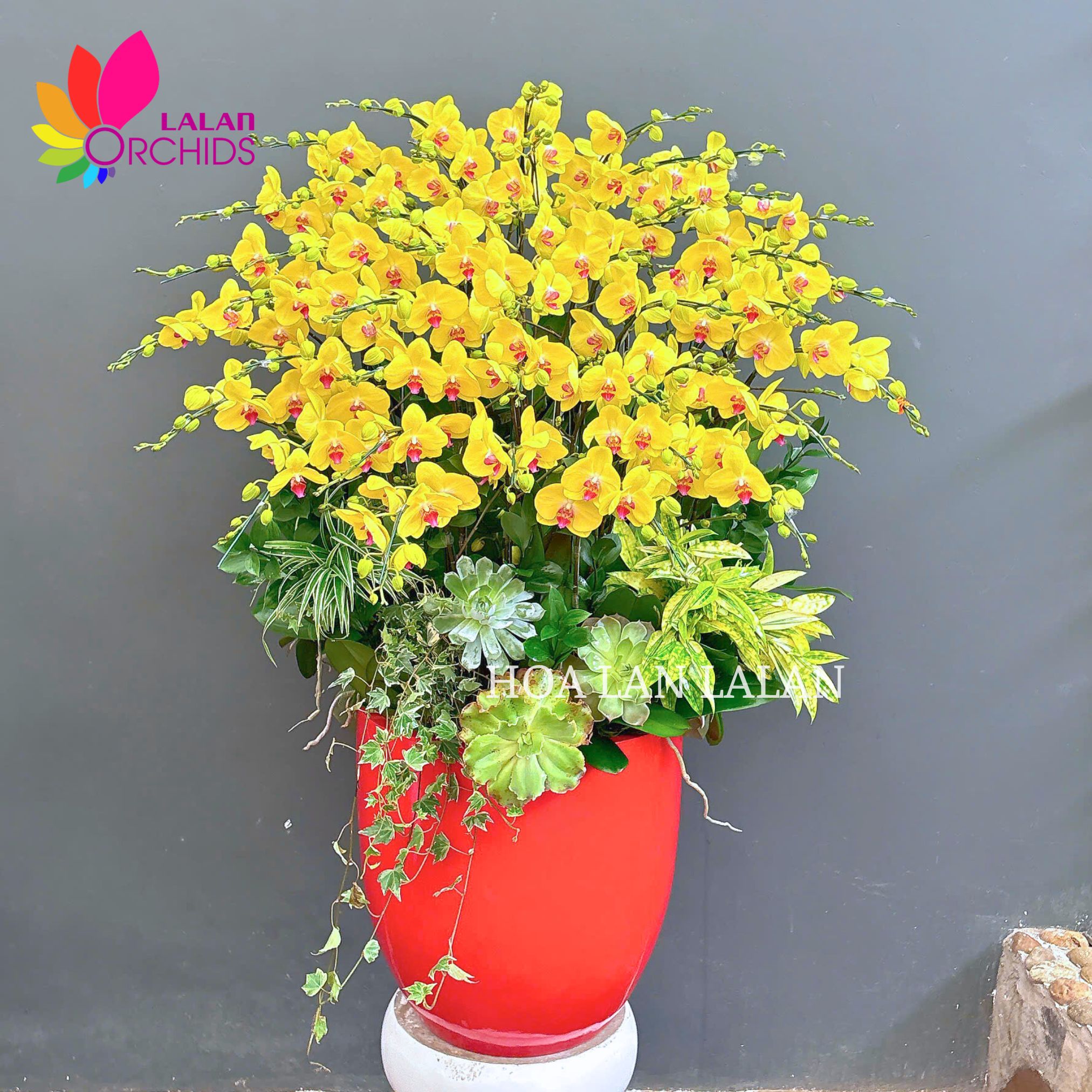 lan hồ điệp nghệ thuật; hoa lan hồ điệp; hoa lan; phong lan; hoa phong lan; chậu lan hồ điệp; hồ điệp; chậu lan