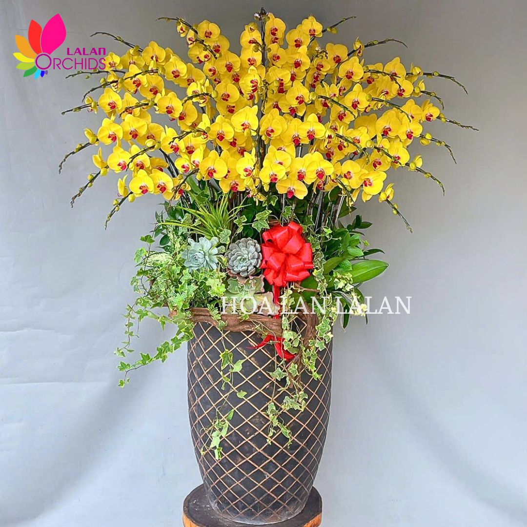 Chậu lan hồ điệp vàng hoàng kim - quà tặng khai trương