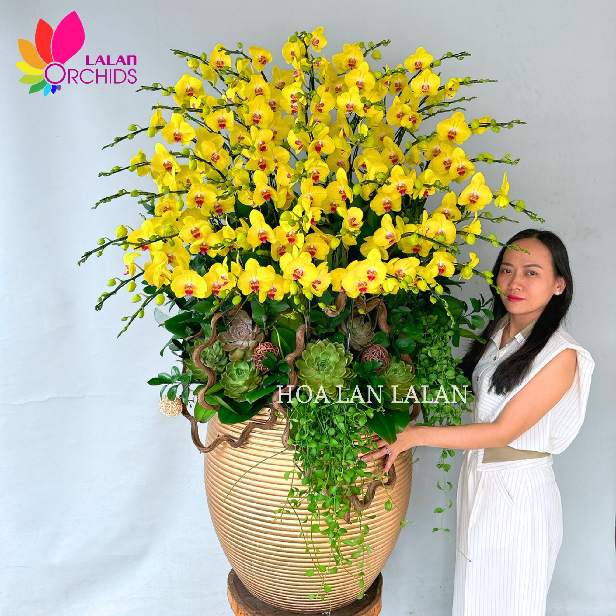 Chậu hoa lan hồ điệp vàng sen đá đẹp, sang trọng