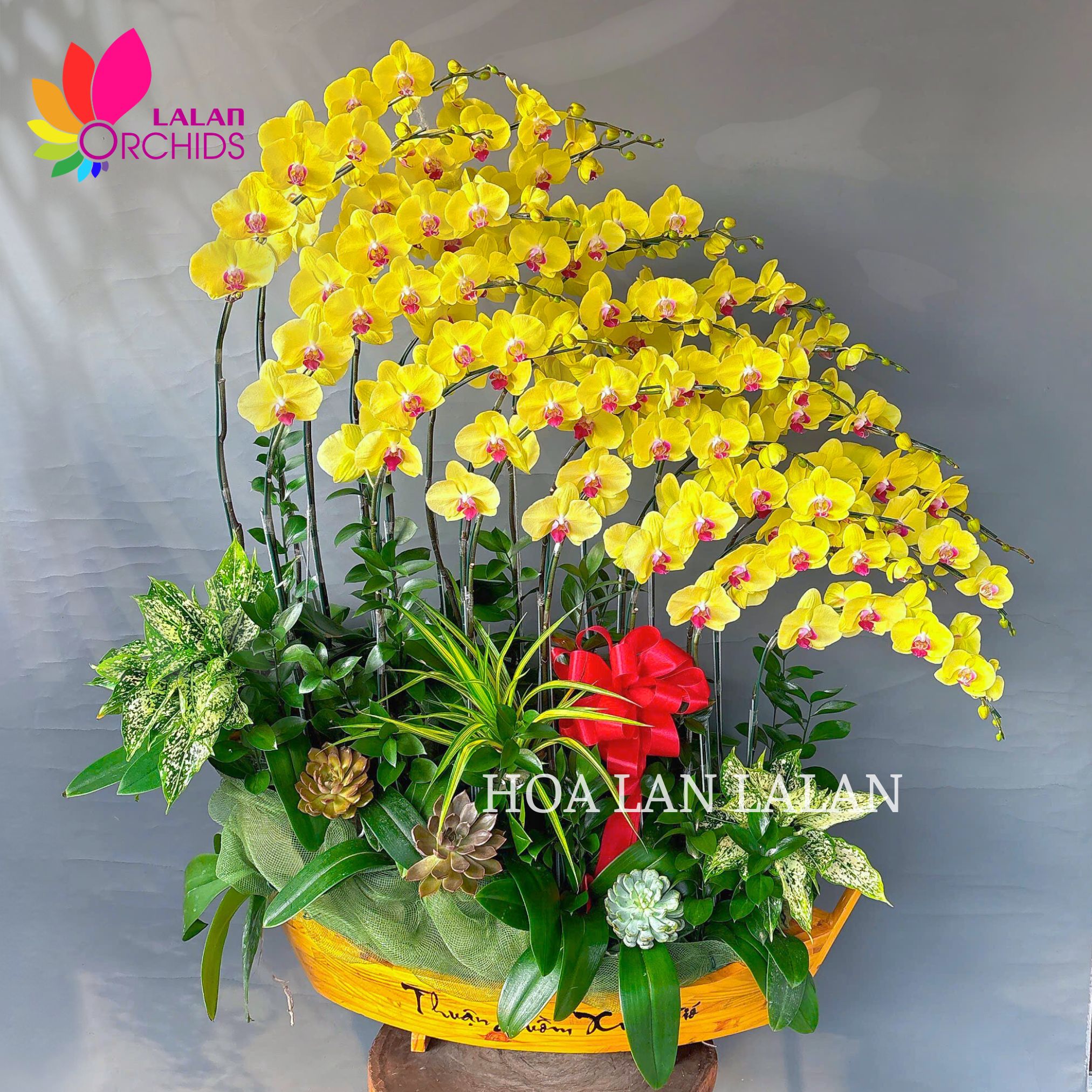 Lan hồ điệp vàng thuận buồm xuôi gió