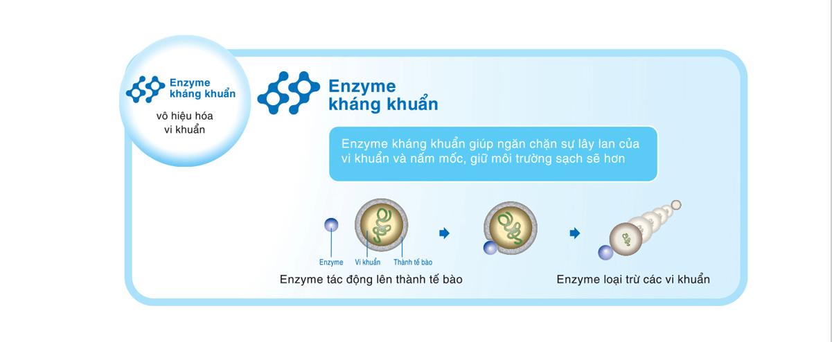 Ngăn chặn sự phát triển của 8 loại nấm mốc phổ biến