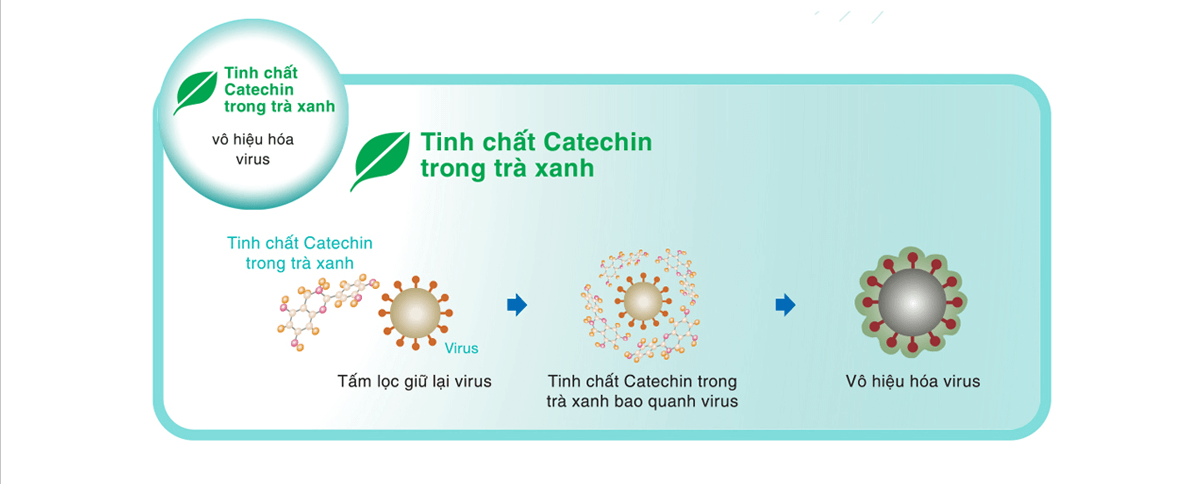 Màng lọc có tinh chất trà xanh và vi sinh kháng khuẩn mạnh