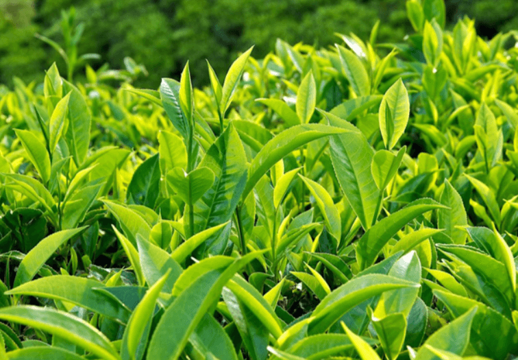 Bí quyết chăm sóc vùng kín khỏe mạnh với dung dịch vệ sinh cây trà Green Pharmacy