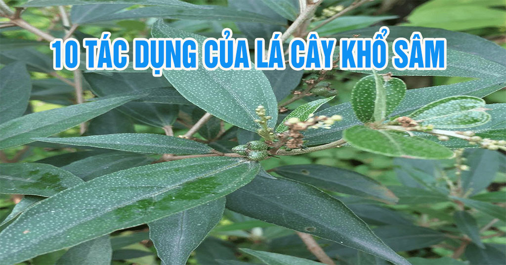 10 Tác dụng chữa bệnh của lá cây khổ sâm