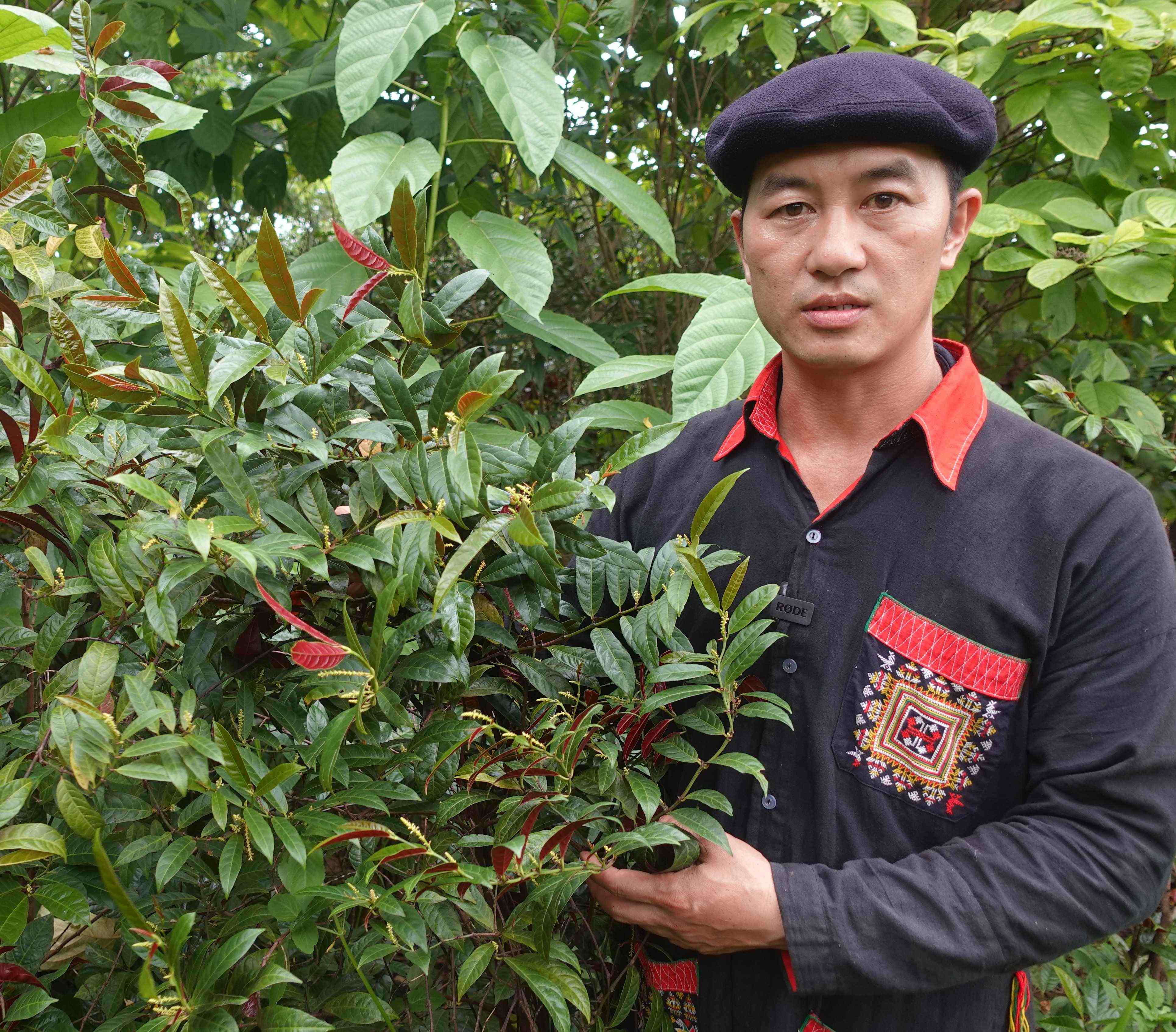 Công dụng tuyệt vời của Cây Đơn Đỏ