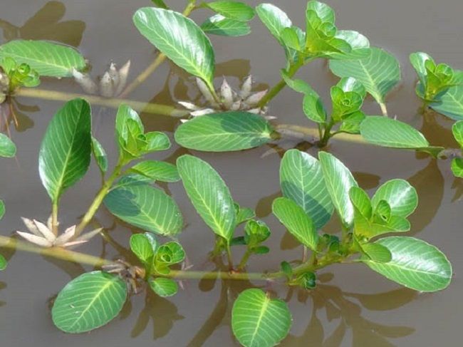 98% SỐ NGƯỜI KHÔNG BIẾT BÀI THUỐC TRỊ TIỂU BUỐT, TIỂU RẮT, TIỂU MÁU