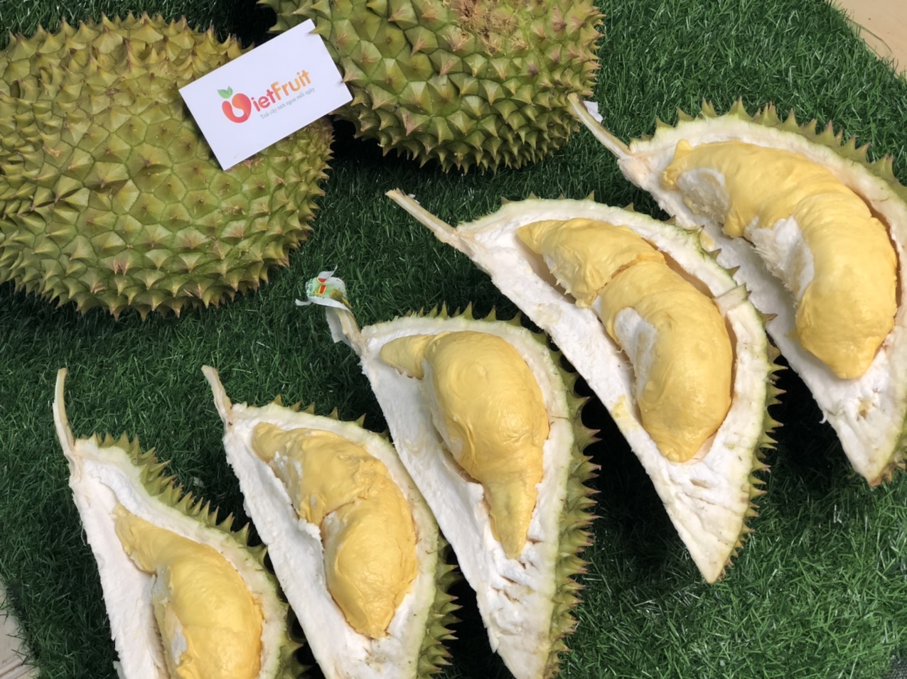Sầu Rieng Ri6 Tieu Chuẩn Vietgap Nguồn Gốc 6ri Vietfruit Sầu Rieng Ri6 Tieu Chuẩn Vietgap Nguồn Gốc 6ri Vietfruit