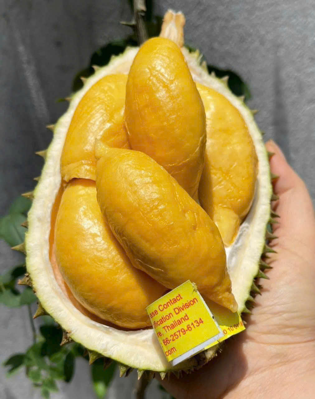 SẦU THÁI FUMANI mini – KHI TỪNG MÚI NHỎ CHỨA CẢ SỰ TINH TÚY CỦA THIÊN NHIÊN