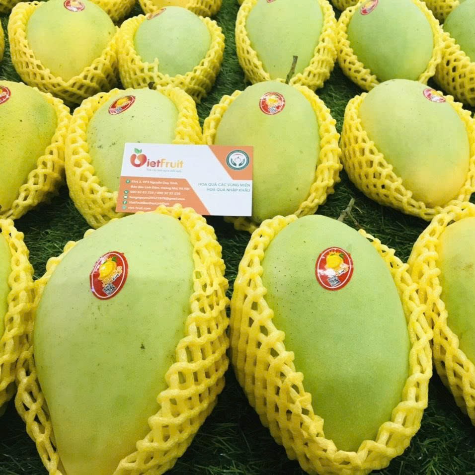 Xoài Hòa Lộc – Vị ngọt miền nắng gió làm say lòng người thưởng thức