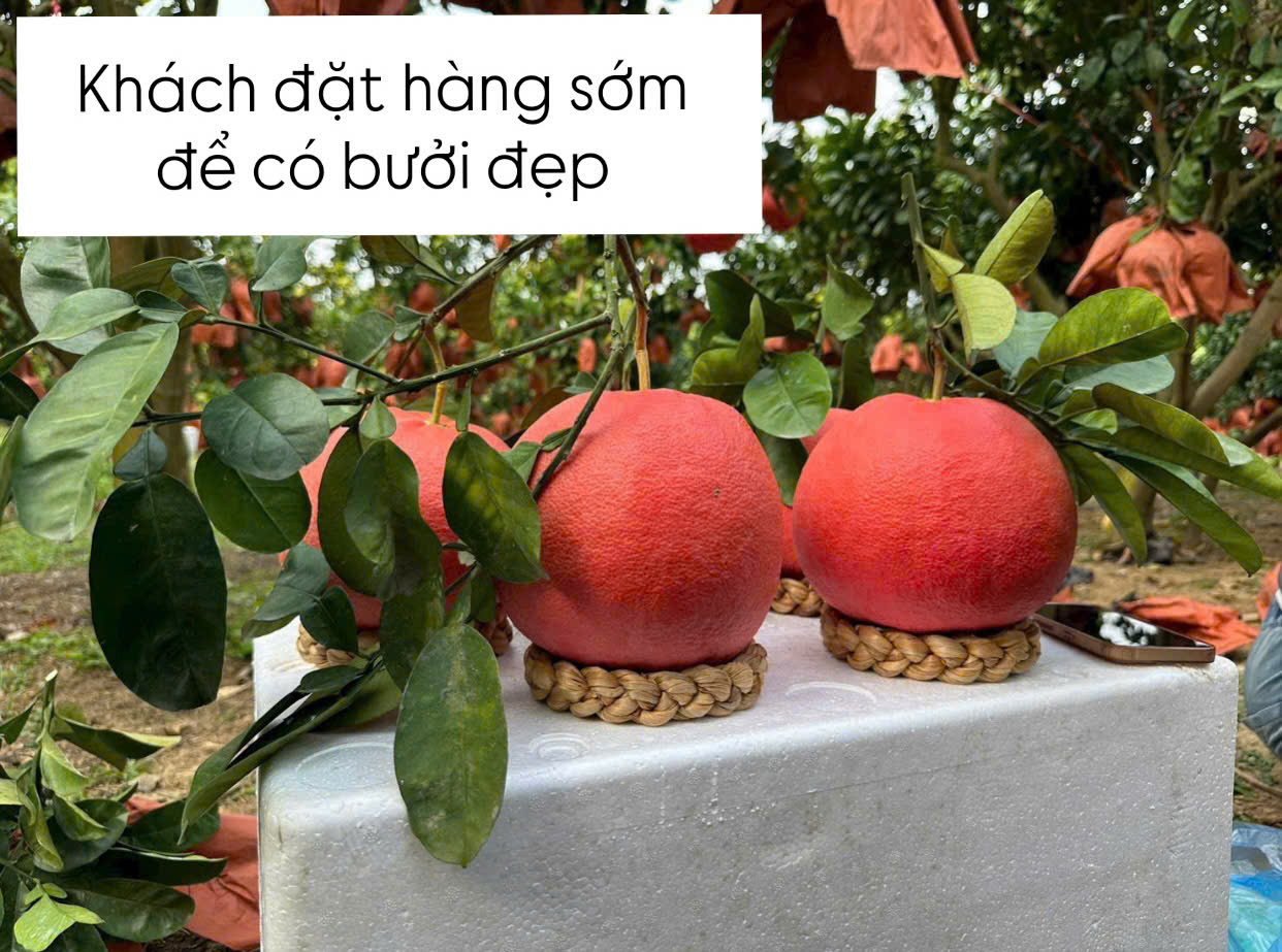 Bưởi đỏ Tết 2026 – Sắc đỏ tài lộc cho năm mới đủ đầy