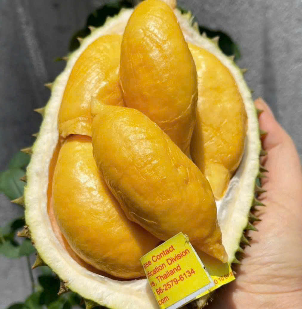 SẦU THÁI FUMANI MINI – KHI TỪNG MÚI NHỎ CHỨA CẢ SỰ TINH TÚY CỦA THIÊN NHIÊN
