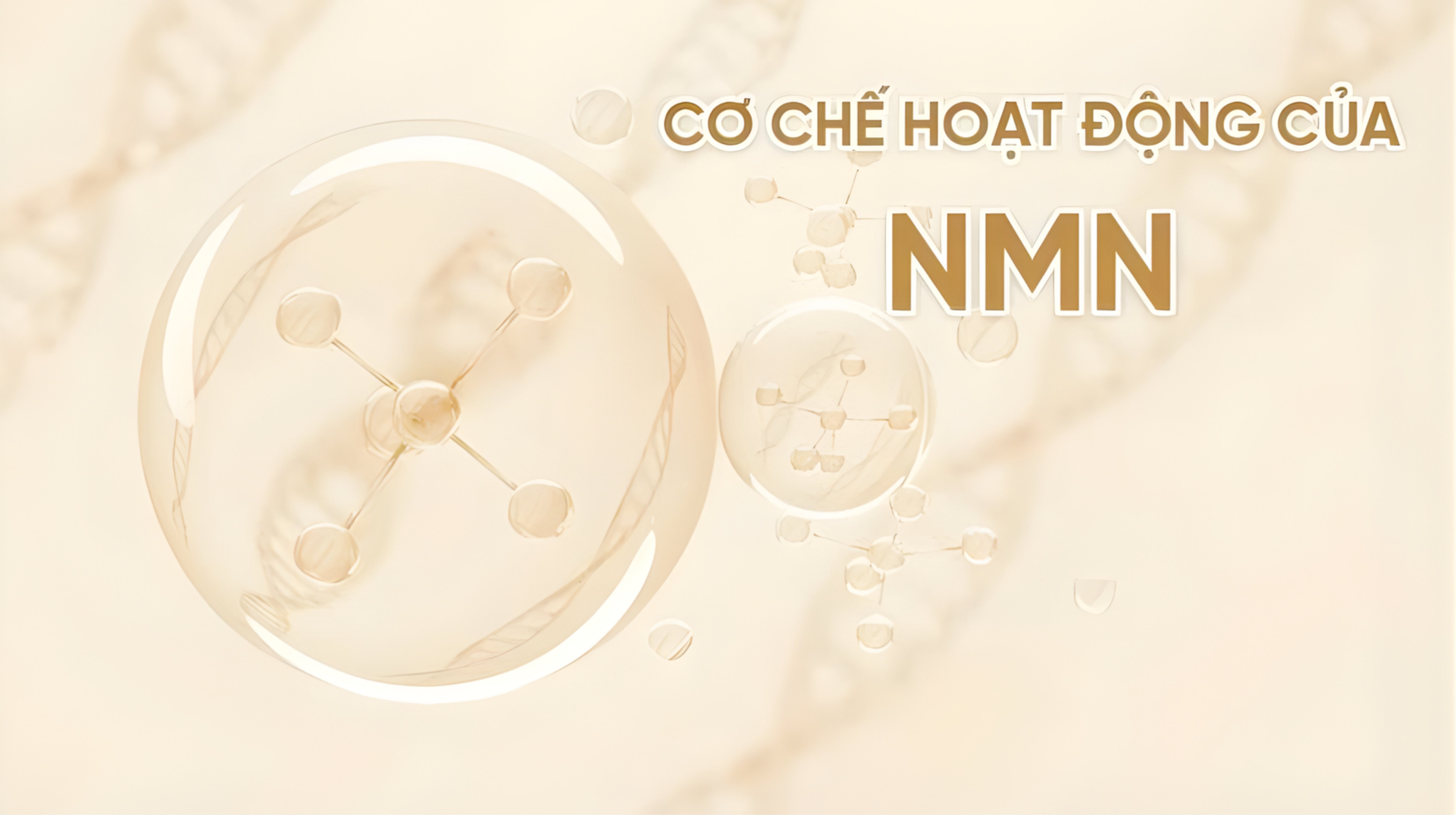 Cơ chế hoạt động của hoạt chất NMN