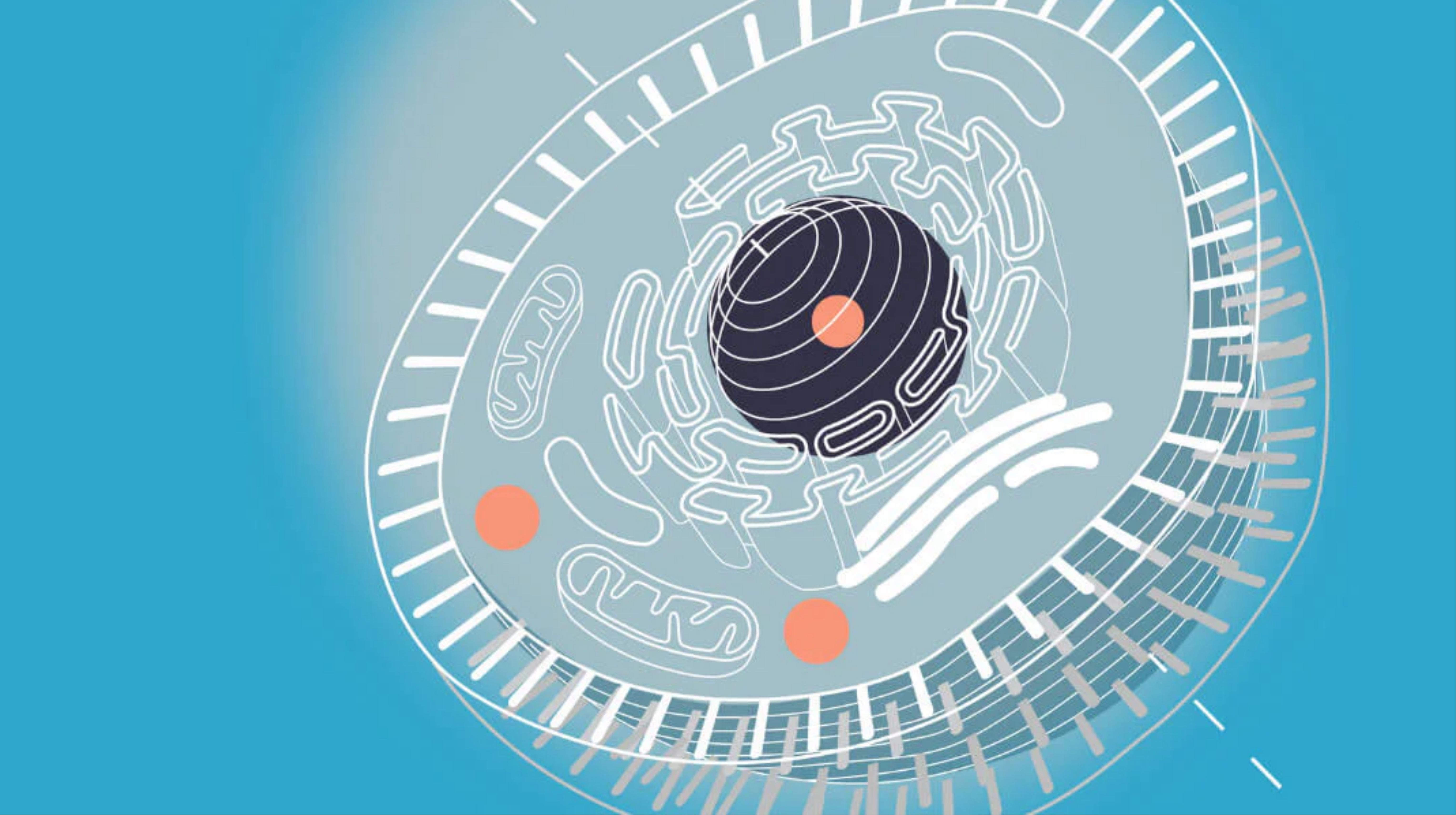 Công dụng của Phospholipid đối với sức khỏe