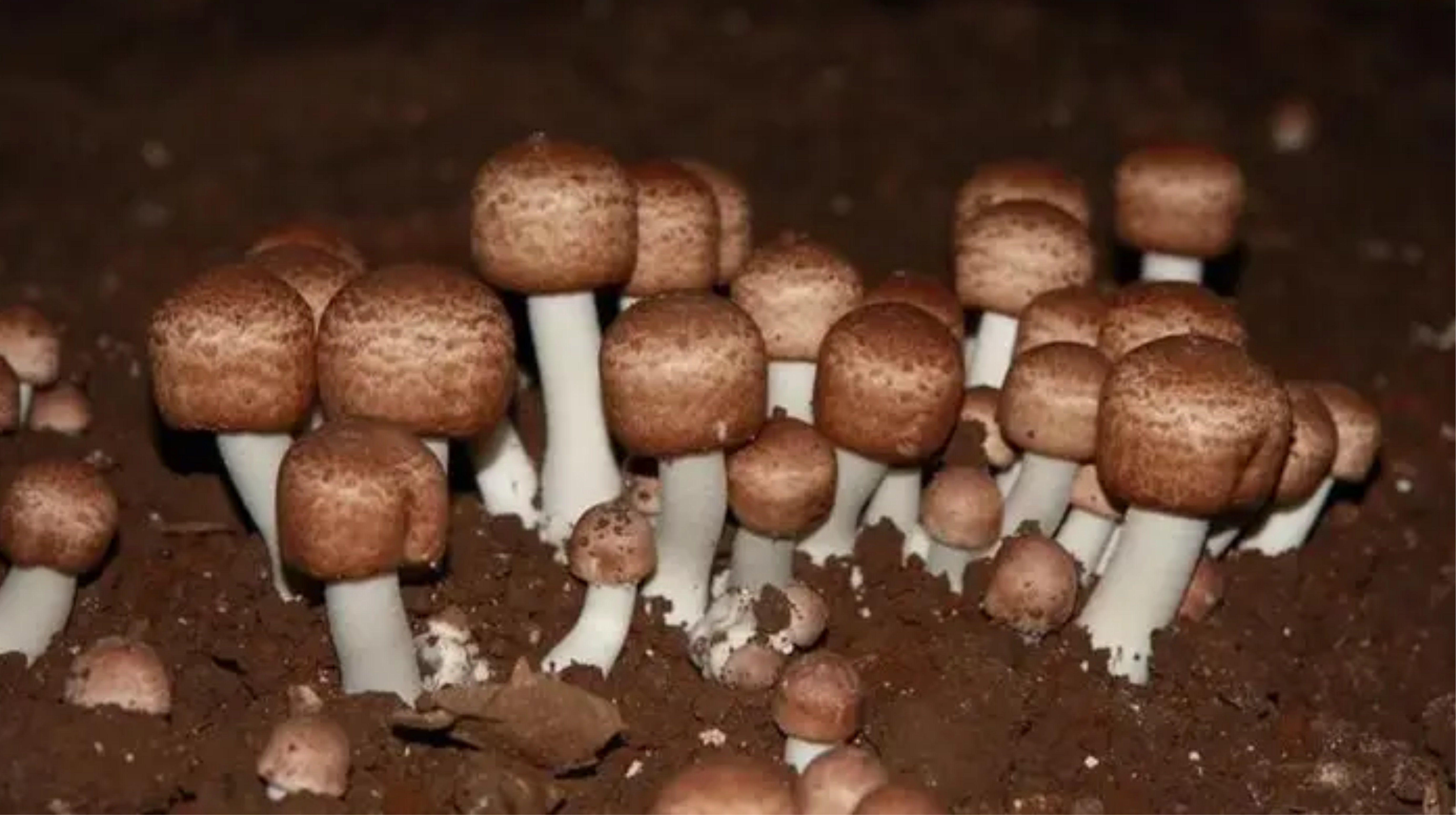Công dụng nổi bật của nấm Agaricus