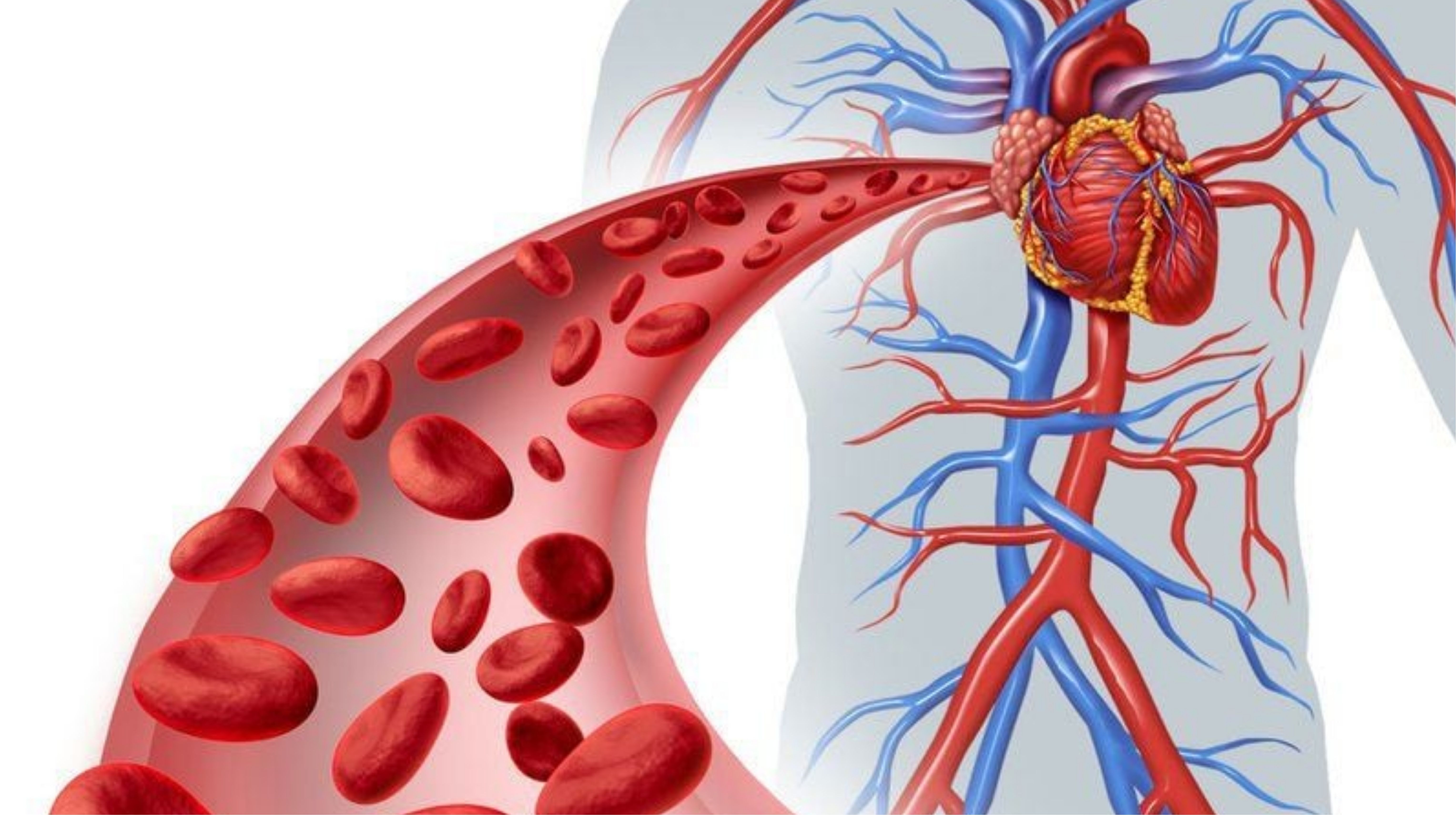 Curcummin hỗ trợ tim mạch và tuần hoàn máu