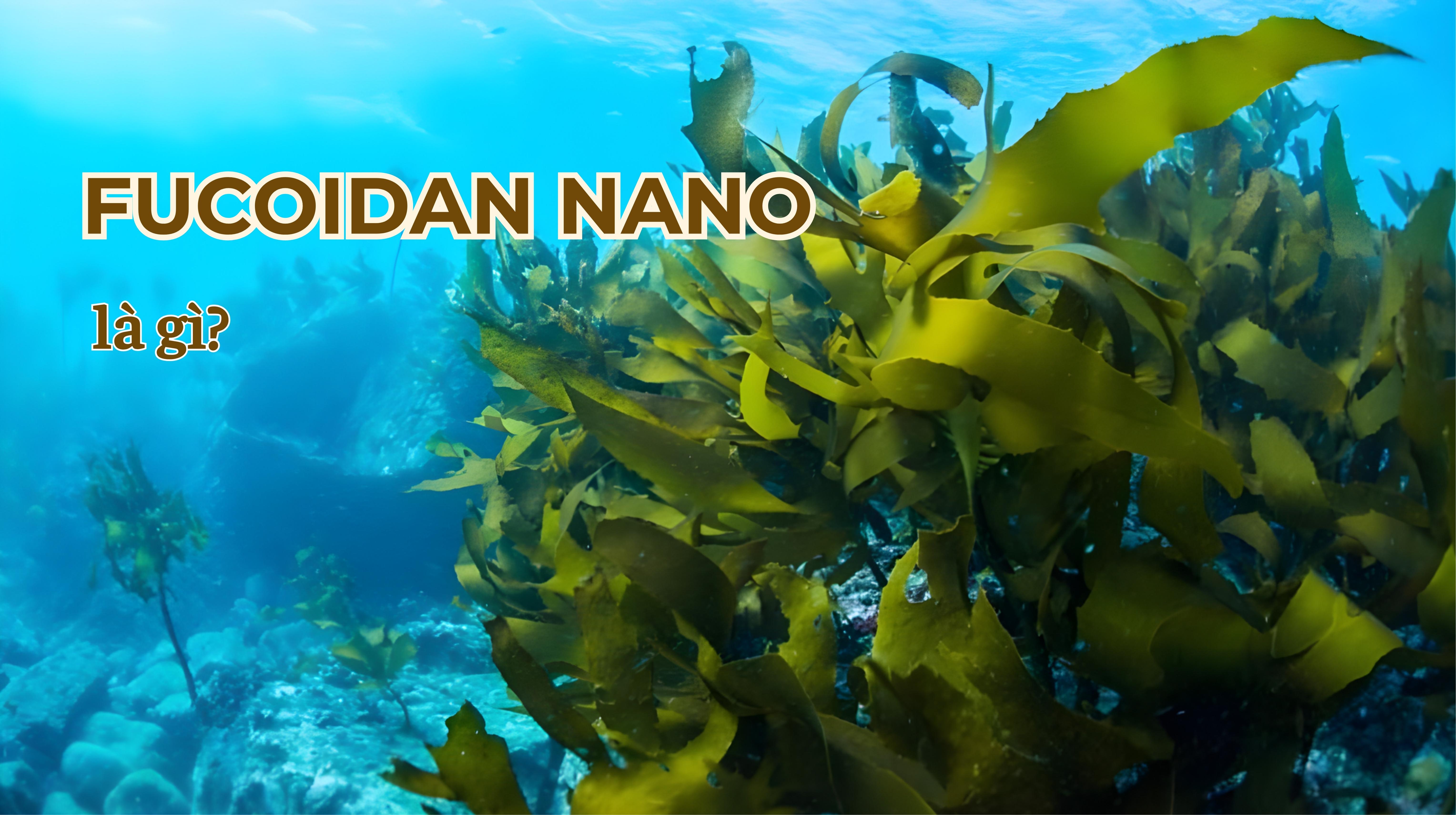 Fucoidan Nano là gì? Những lợi ích của Fucoidan đối với sức khỏe