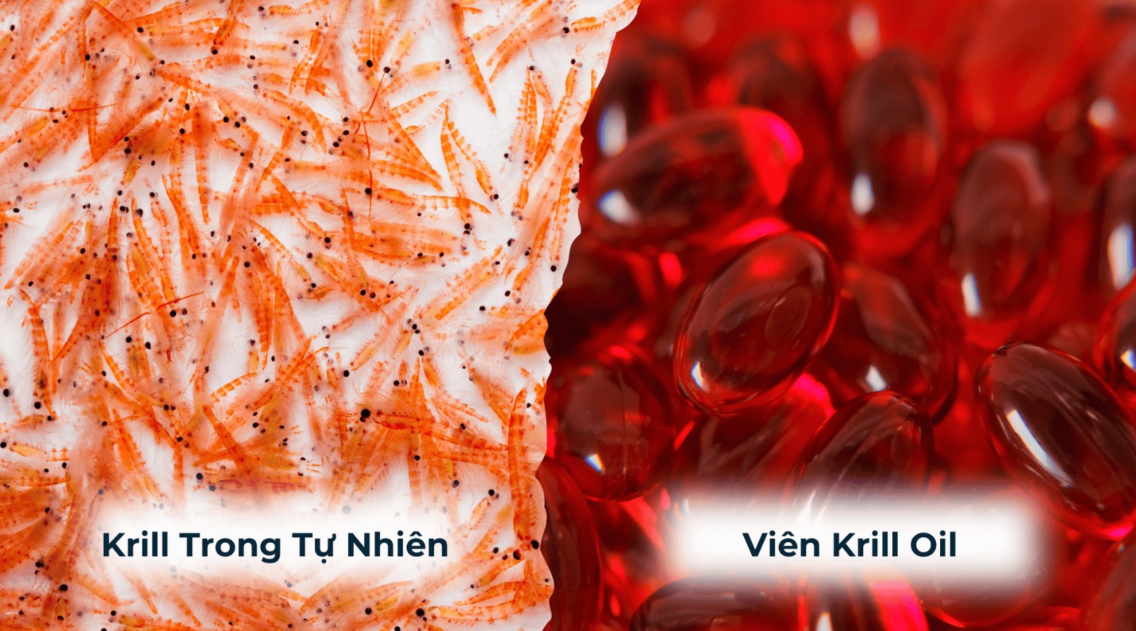 Hướng Dẫn Cách Sử Dụng Dầu Krill Hiệu Quả