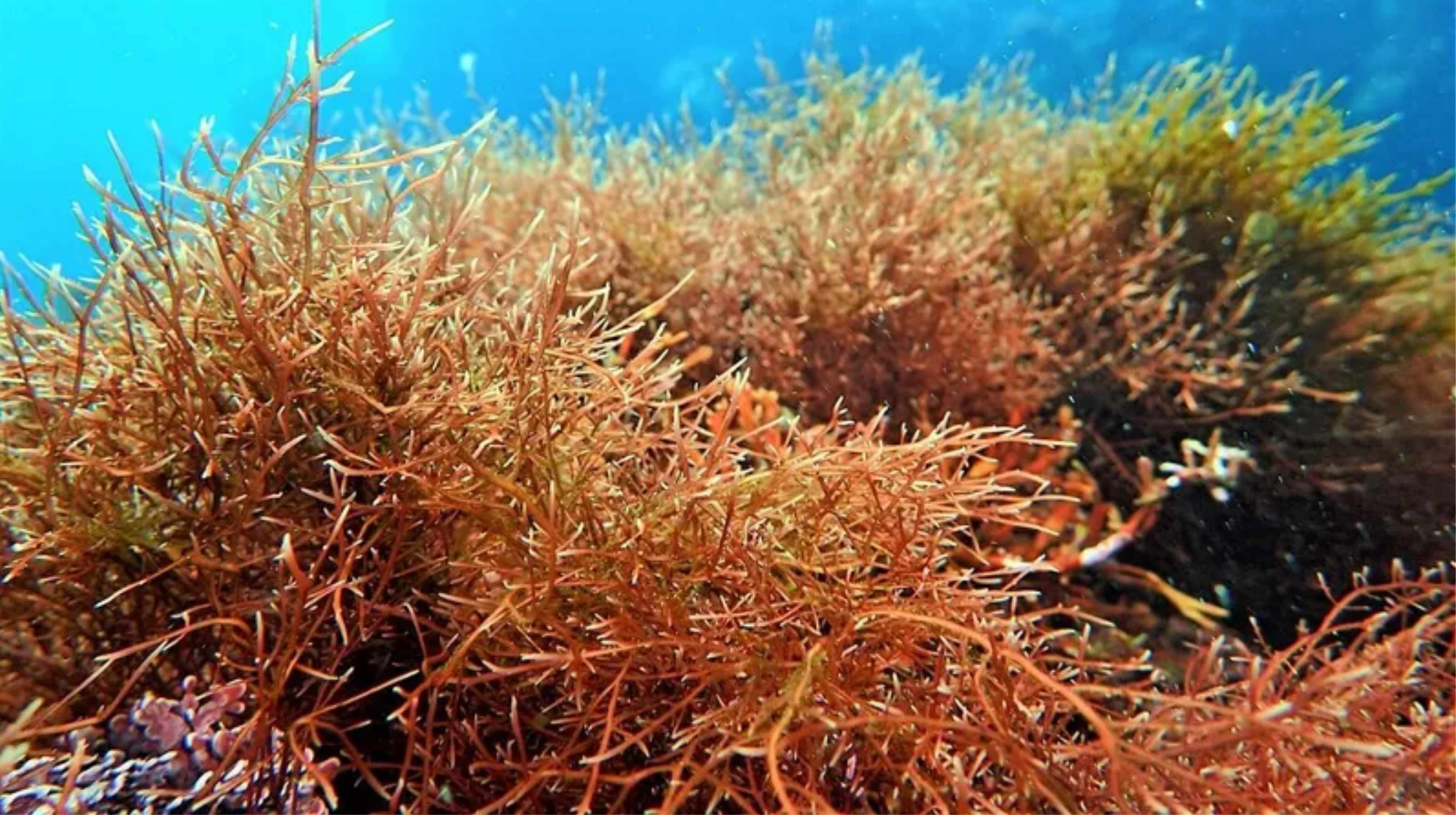 Kiểm tra nguồn gốc tảo Okinawa