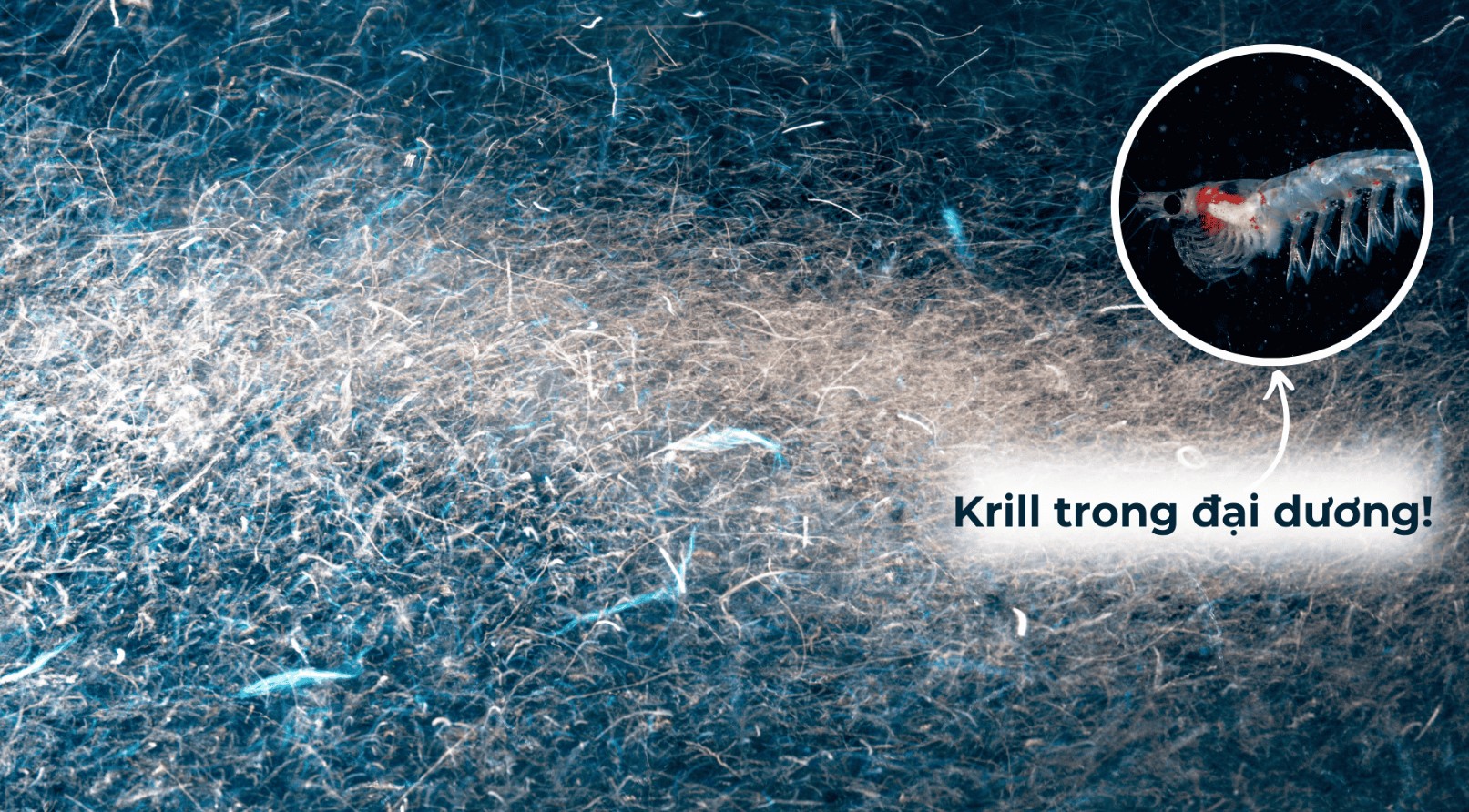 Lợi Ích Của Dầu Krill (Krill Oil) Đối Với Sức Khỏe