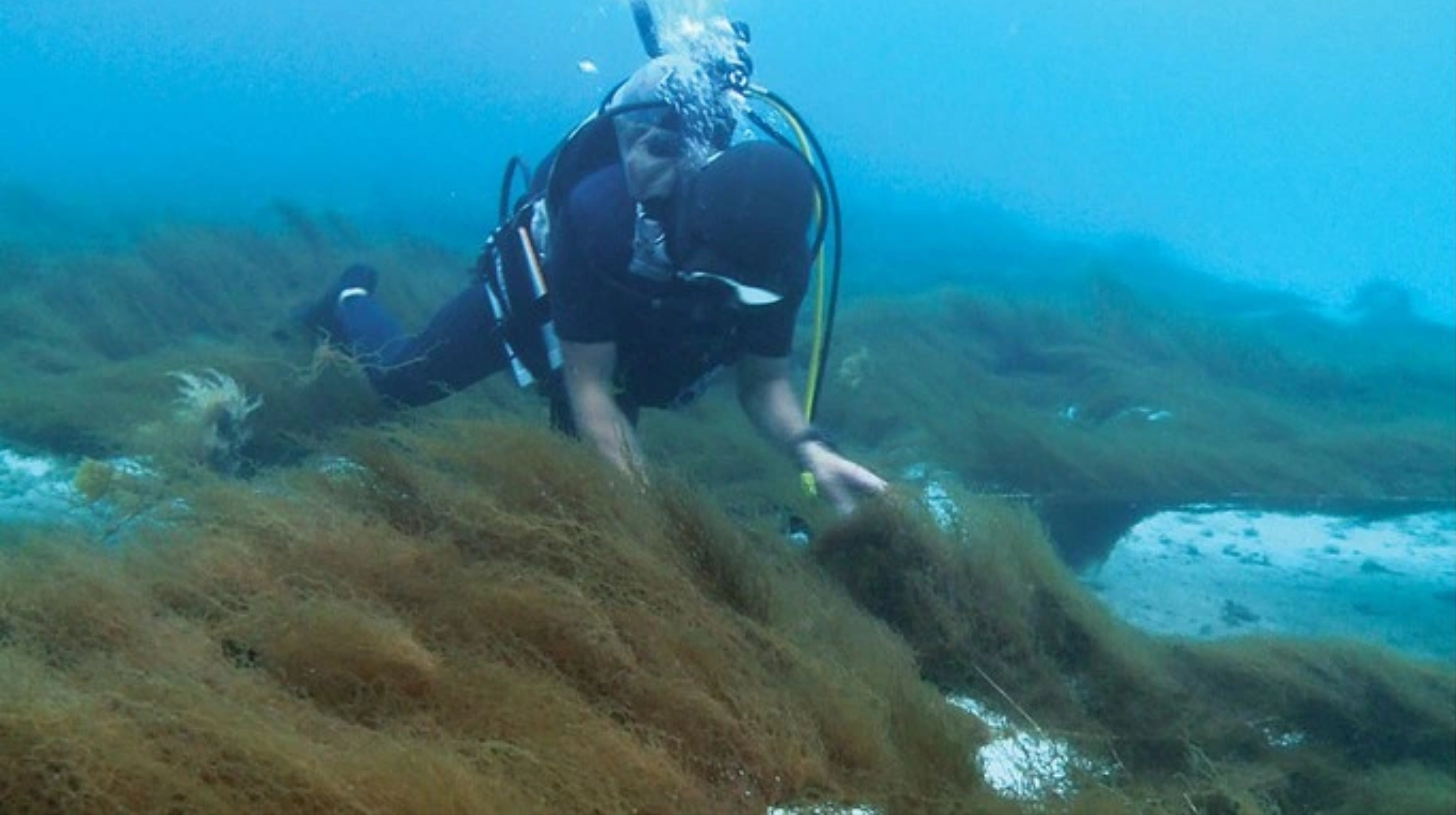 Lợi ích của Fucoidan Okinawa Nhật Bản cho sức khỏe