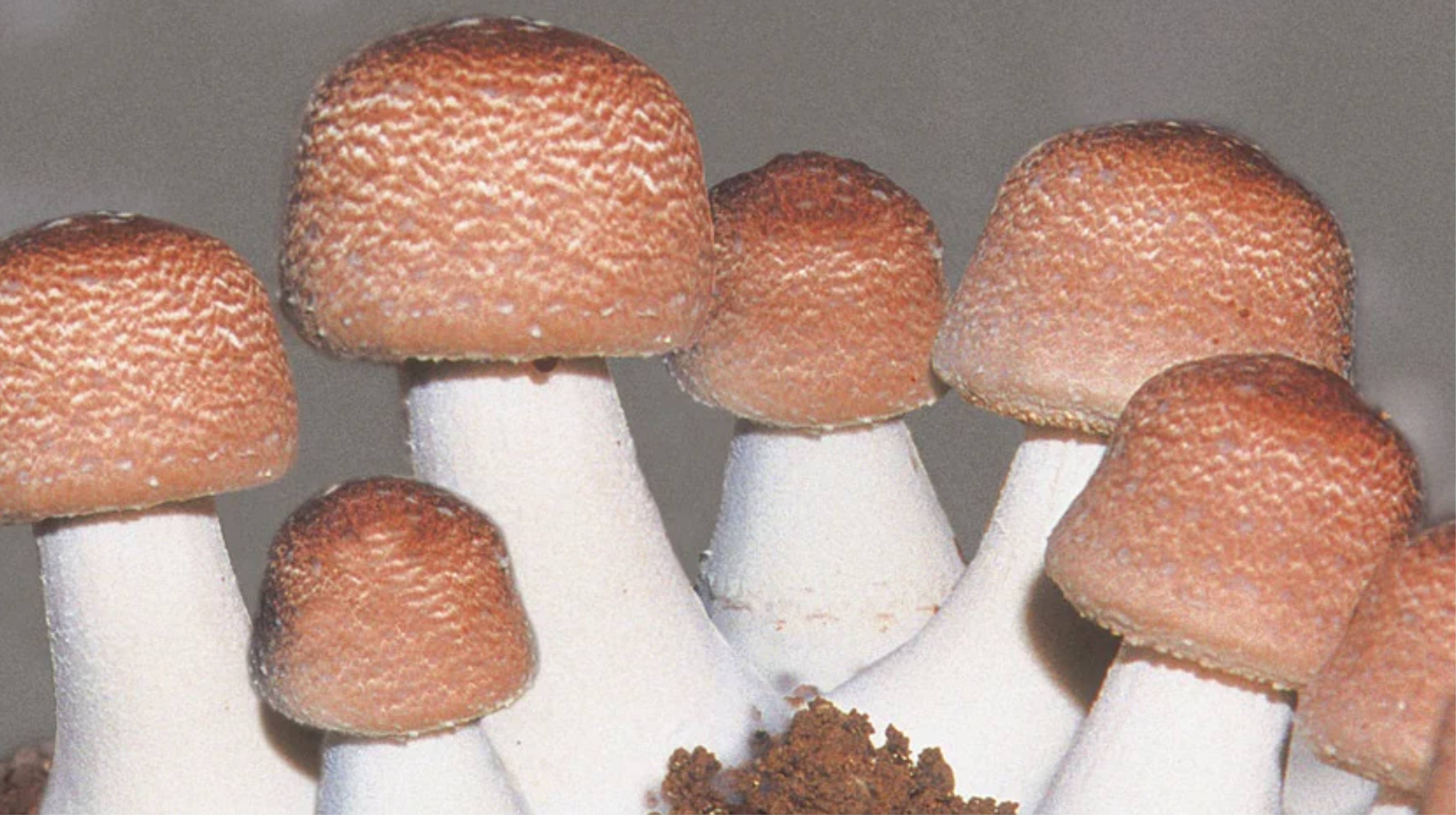 Một số sai lầm khi sử dụng thực phẩm chức năng từ nấm Agaricus