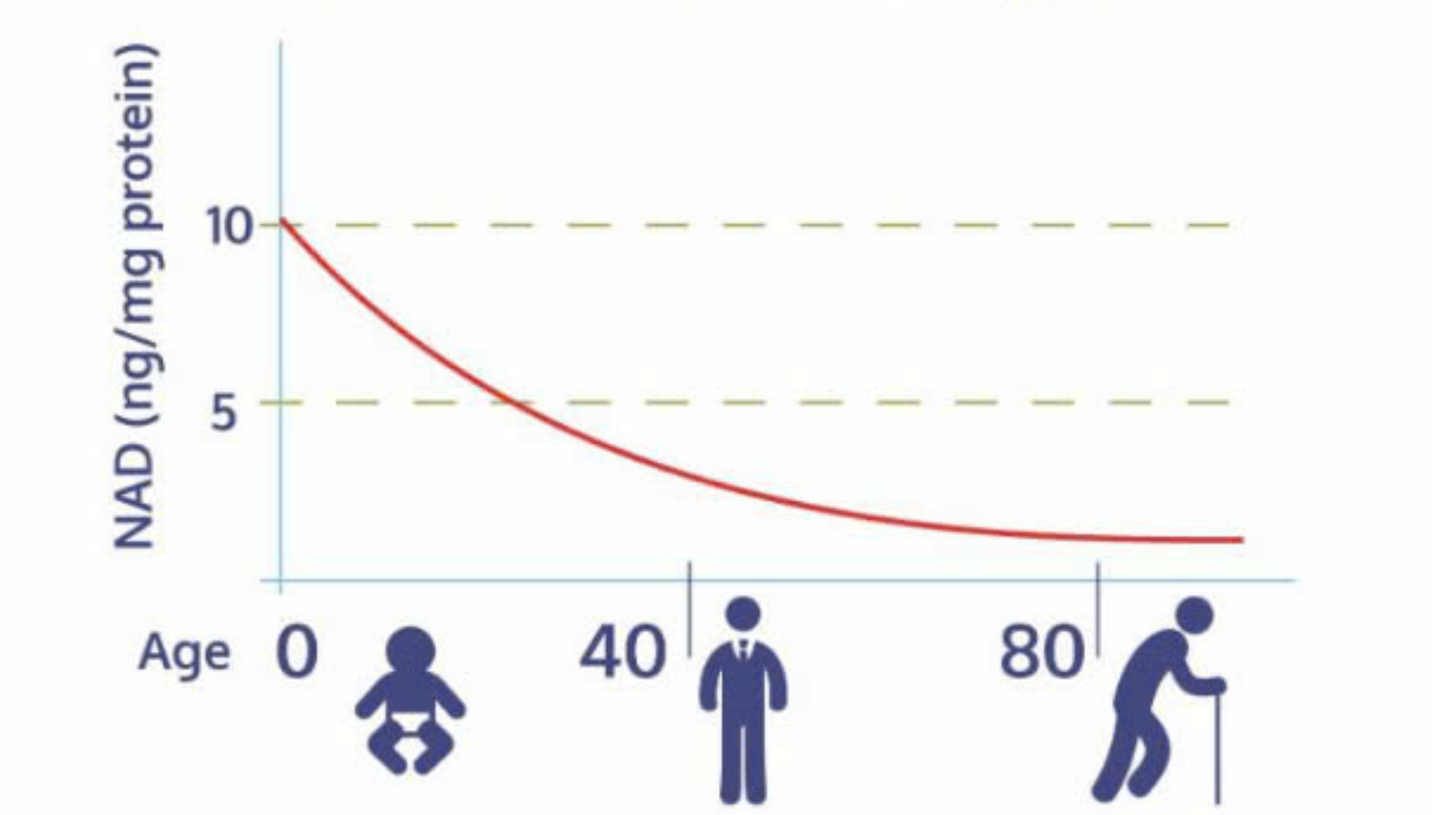 NAD+ và tốc độ tái tạo tế bào bắt đầu suy giảm